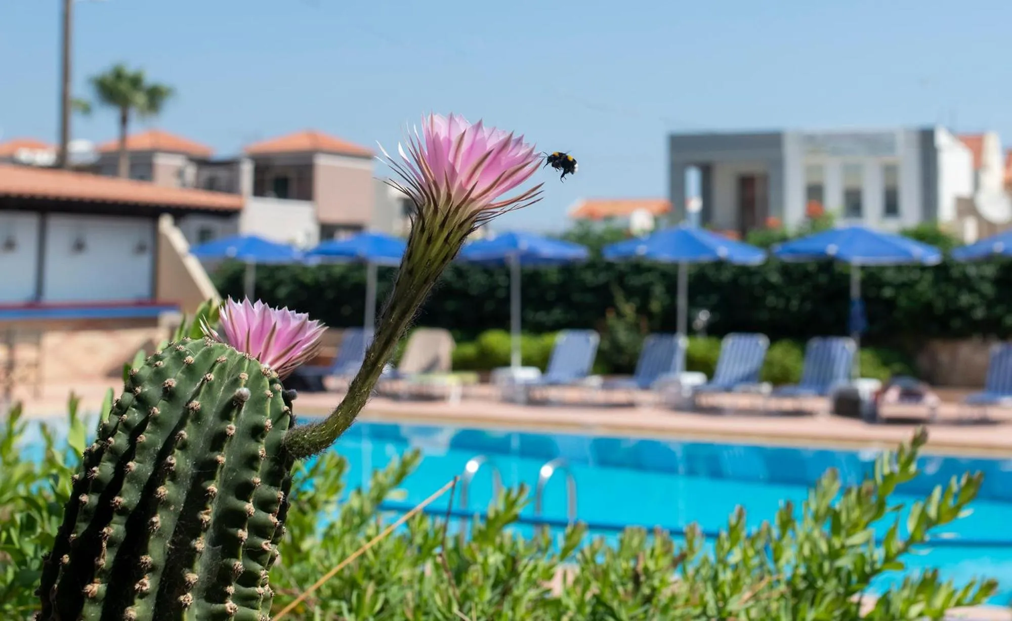 Swimming pool in Niriides