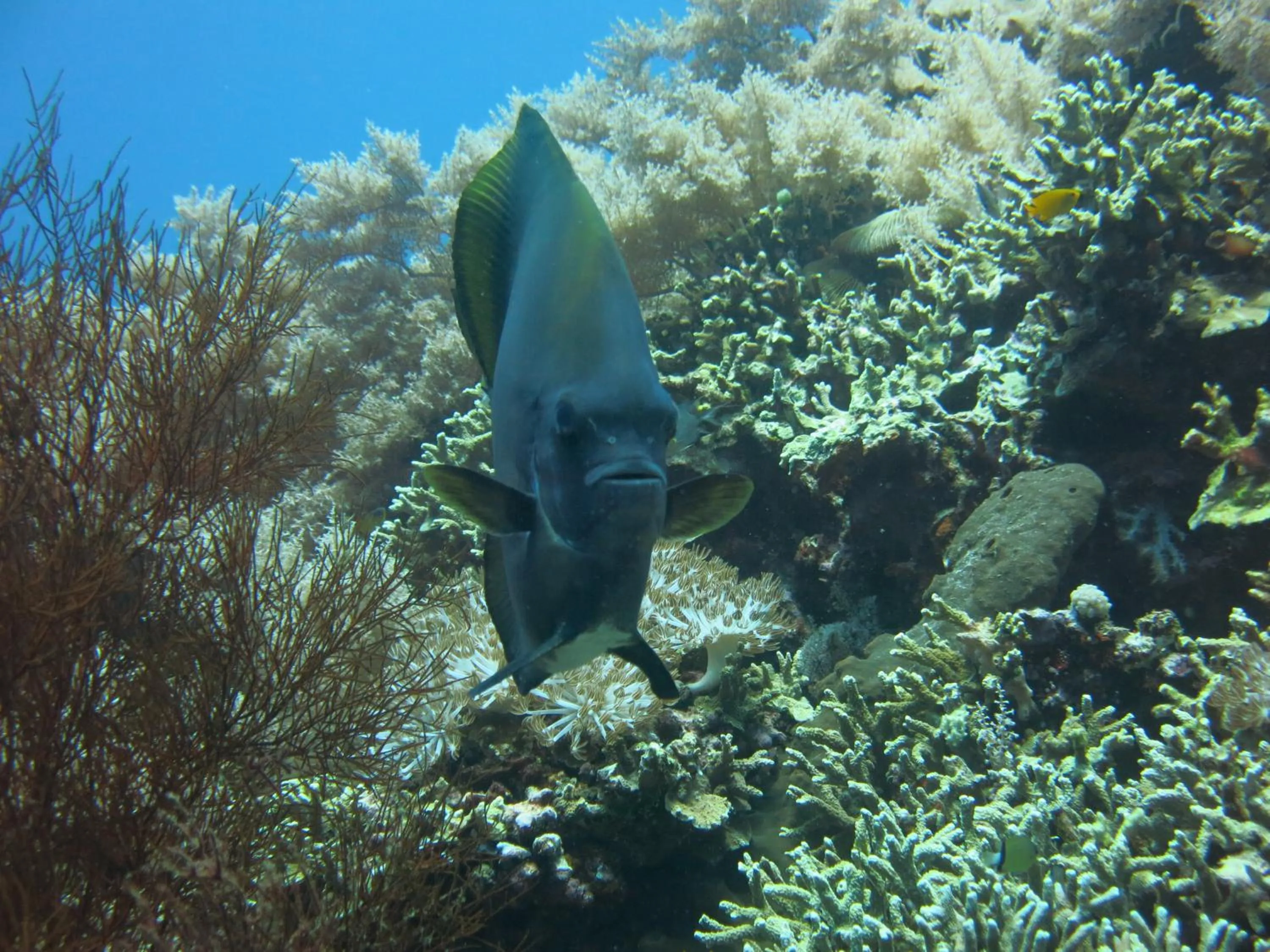 Snorkeling in Pande Guest House