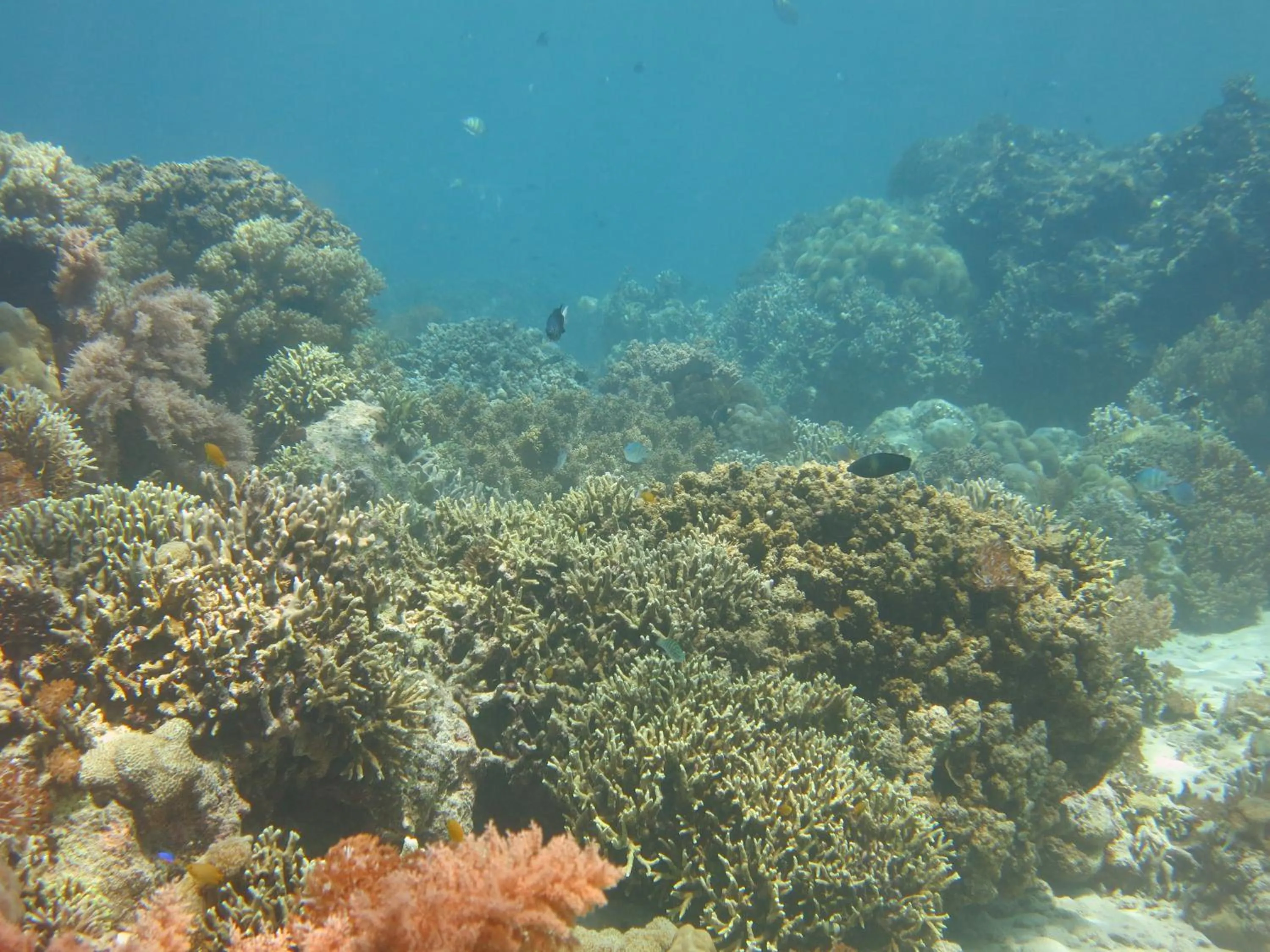 Snorkeling in Pande Guest House