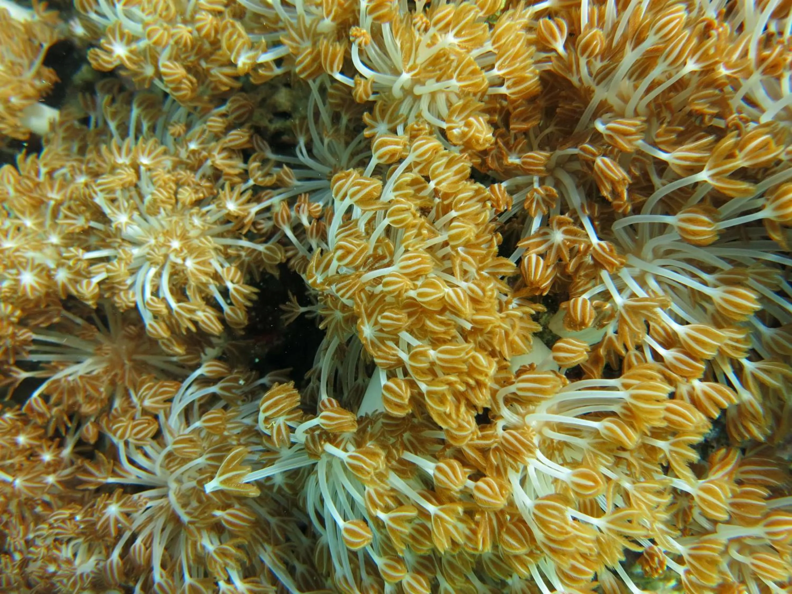 Snorkeling in Pande Guest House