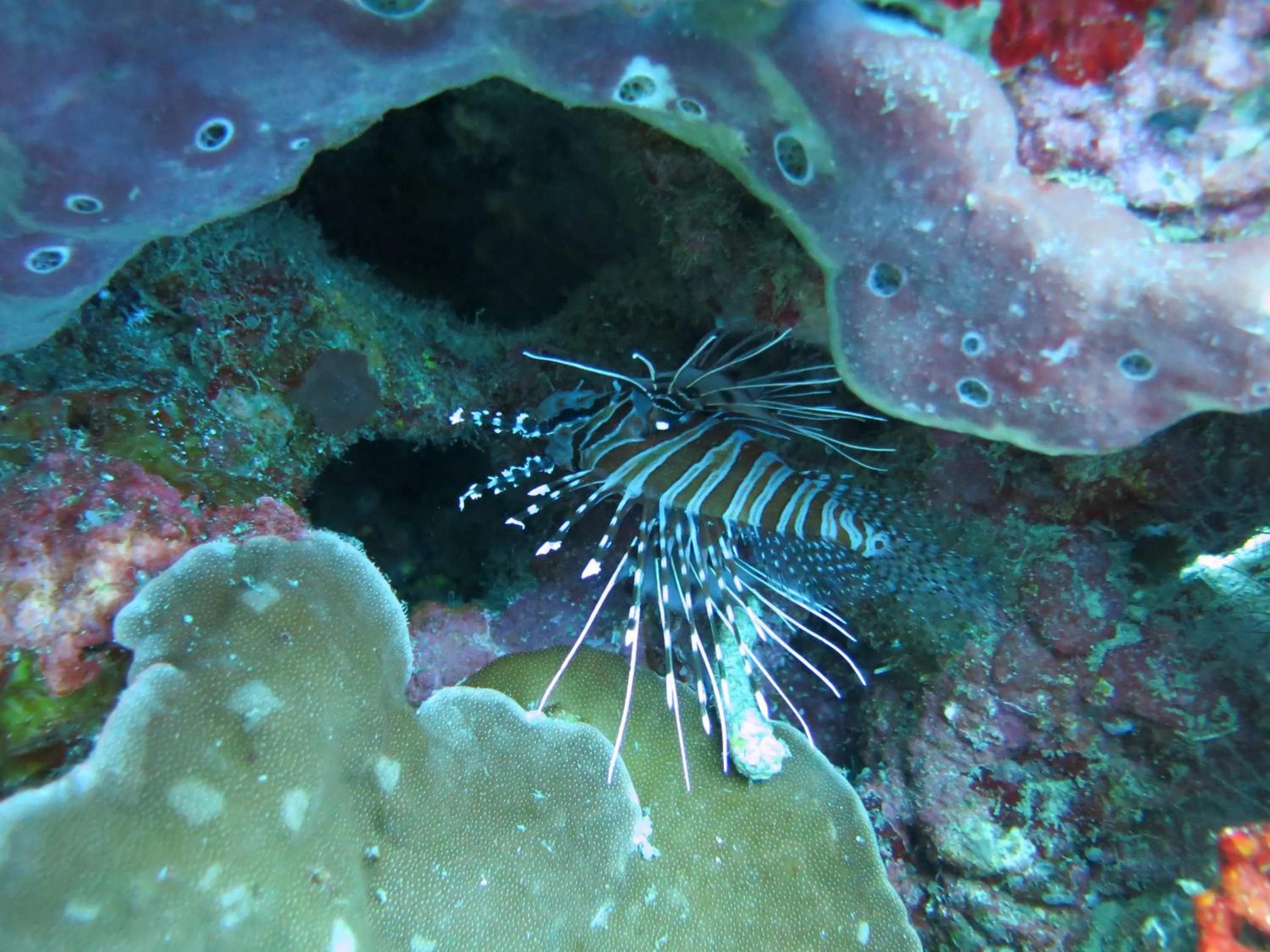 Snorkeling in Pande Guest House