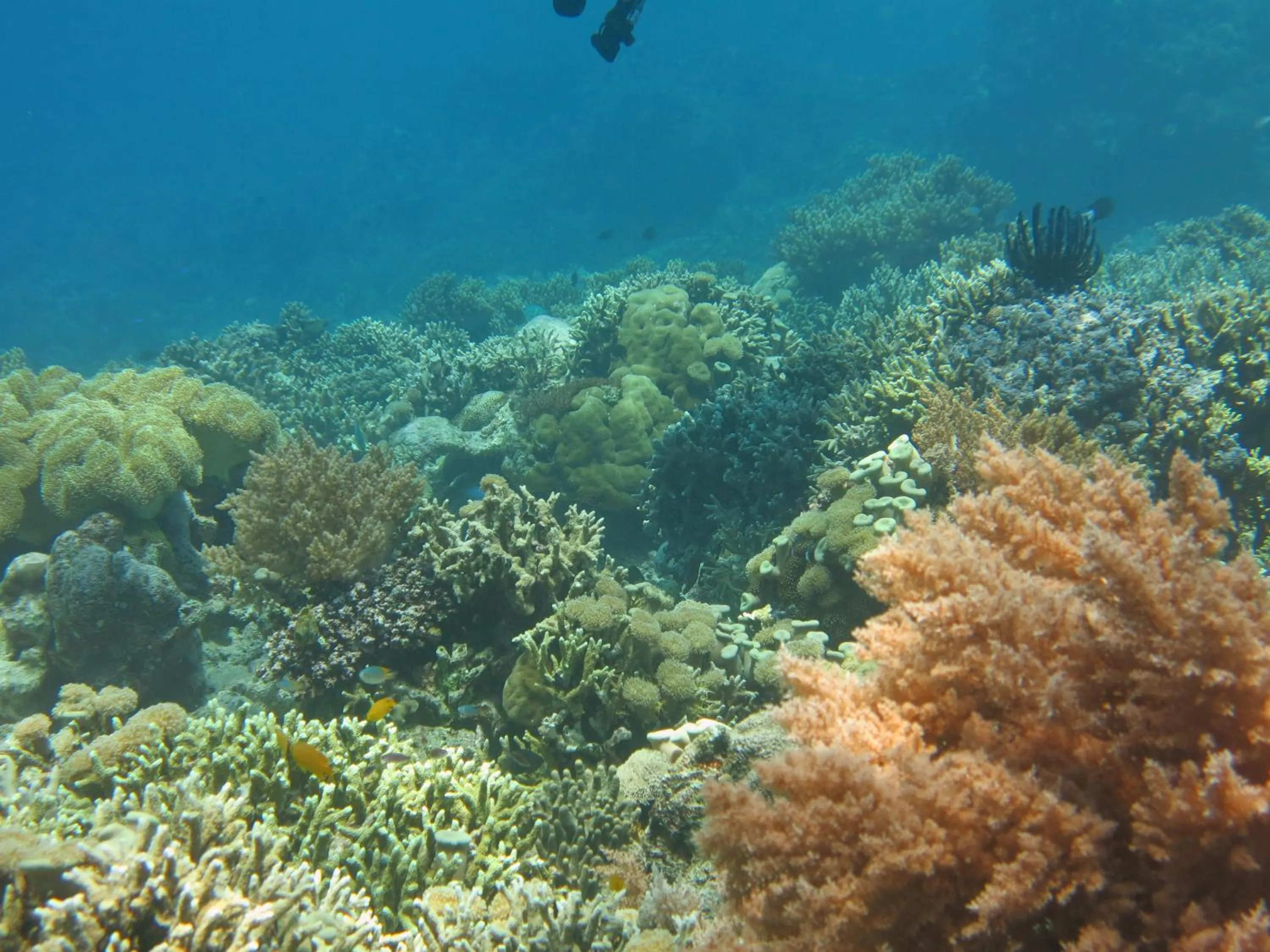 Snorkeling in Pande Guest House
