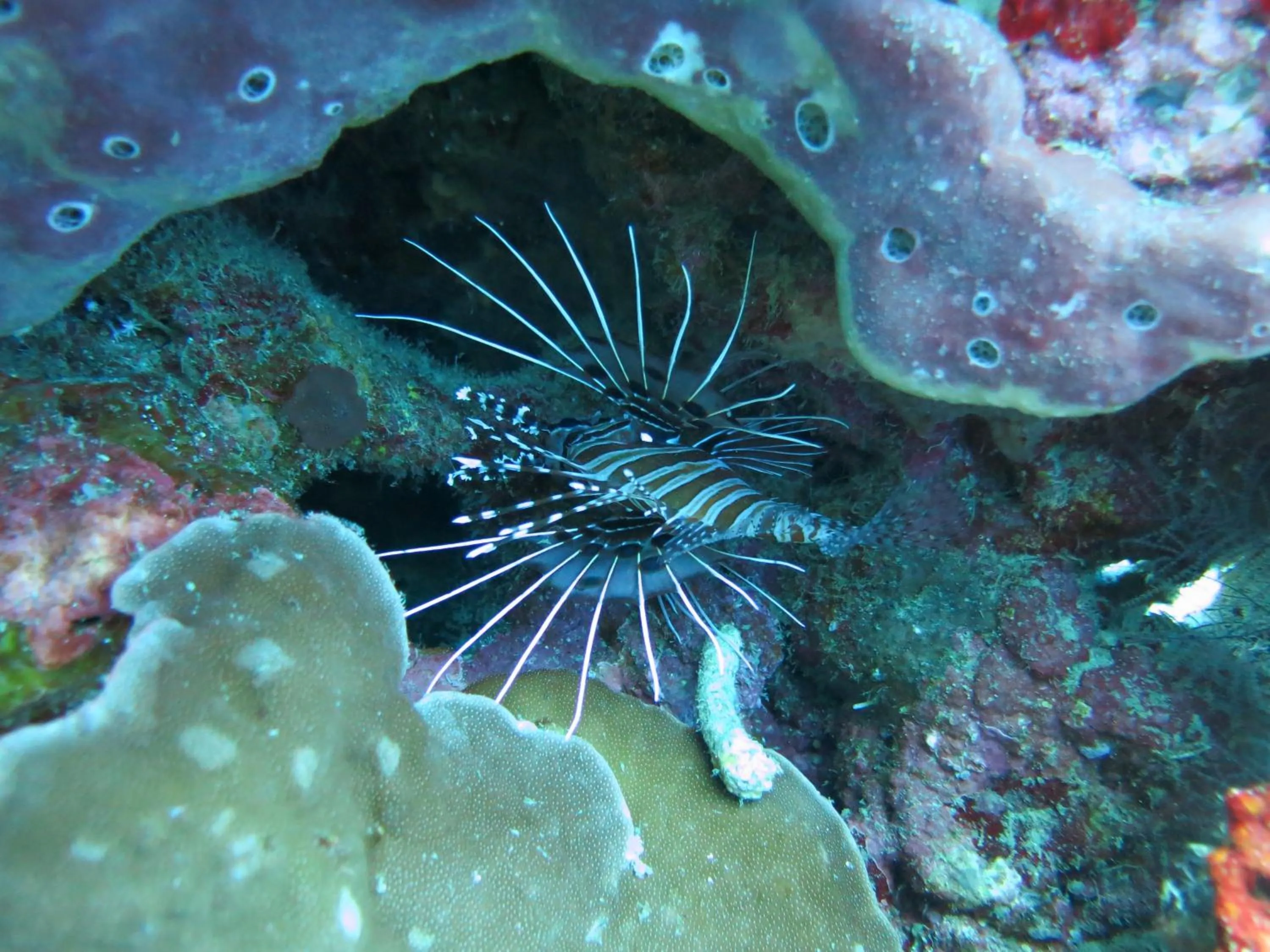 Snorkeling in Pande Guest House