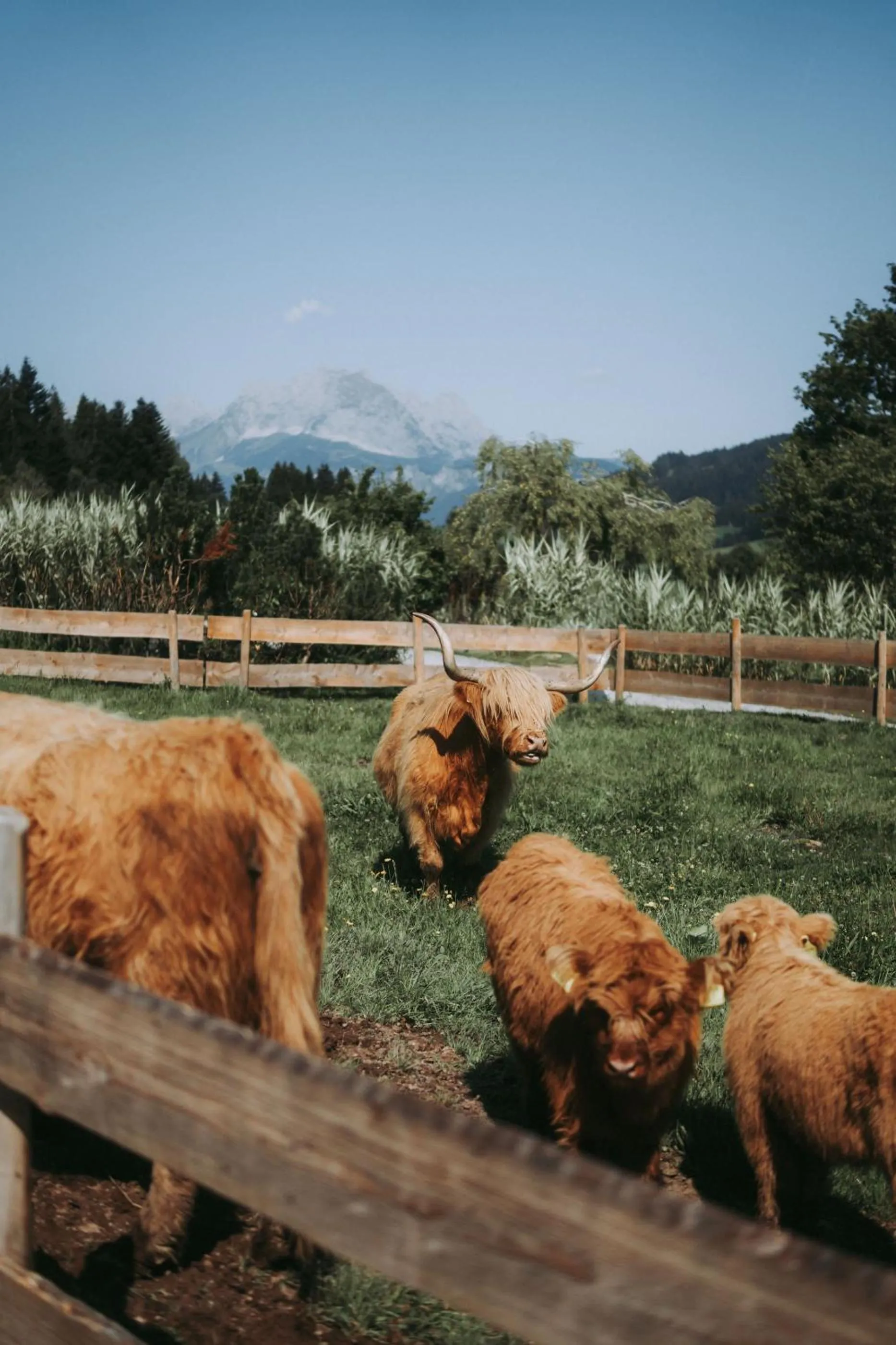 Activities in Farm Hotel Chalet Grosslehen