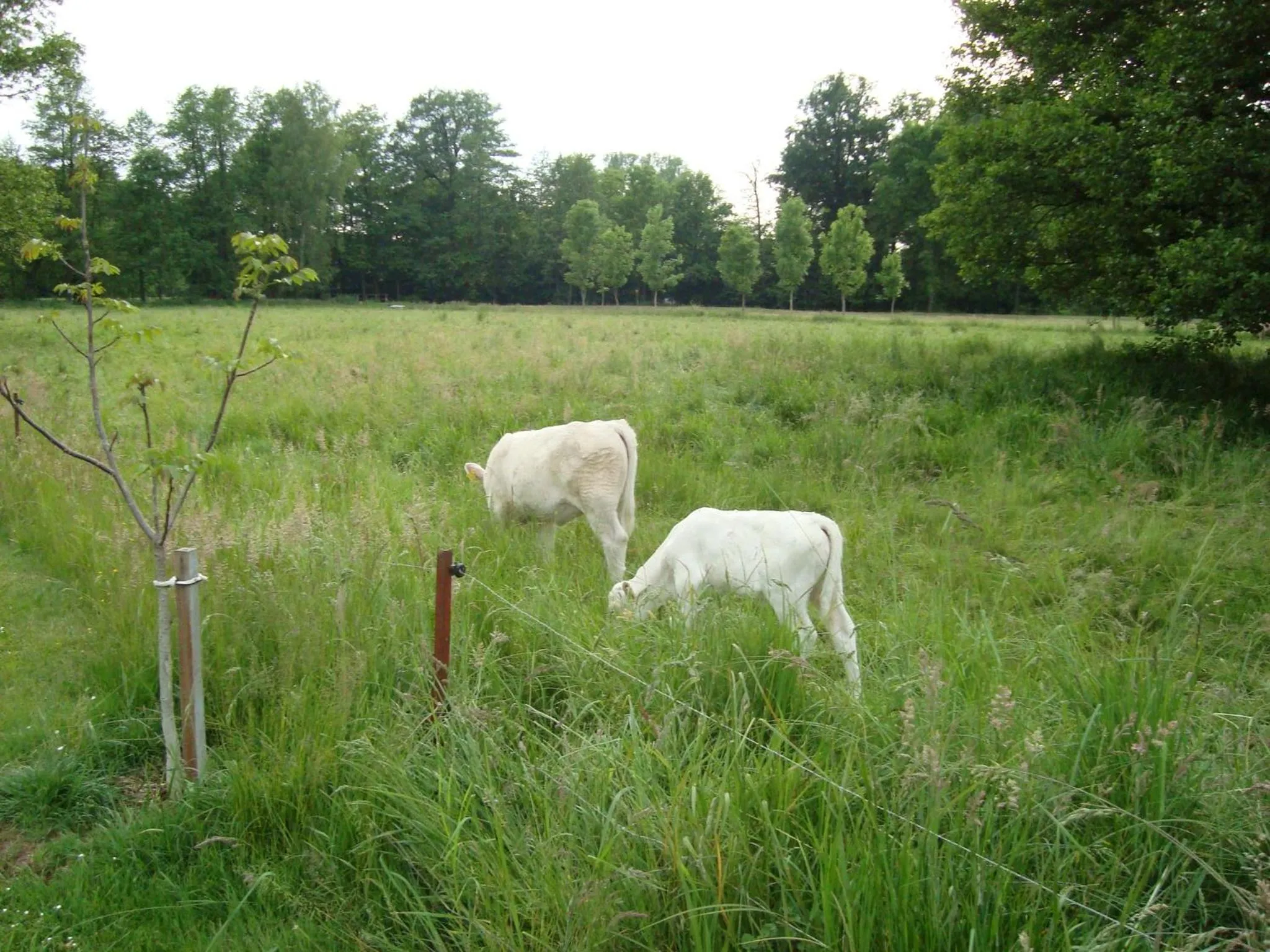 Garden in Pension Willischza