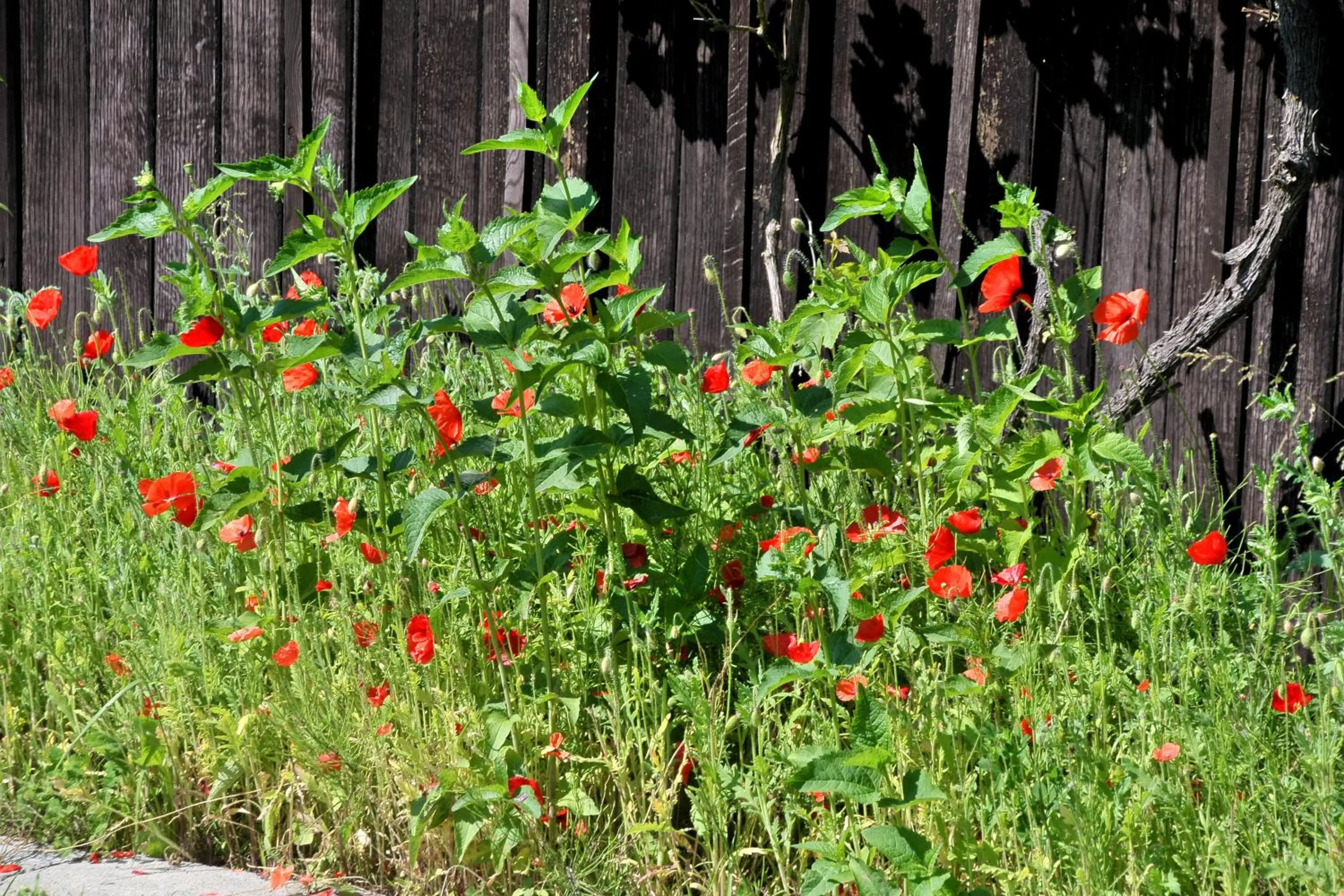 Garden in Pension Willischza