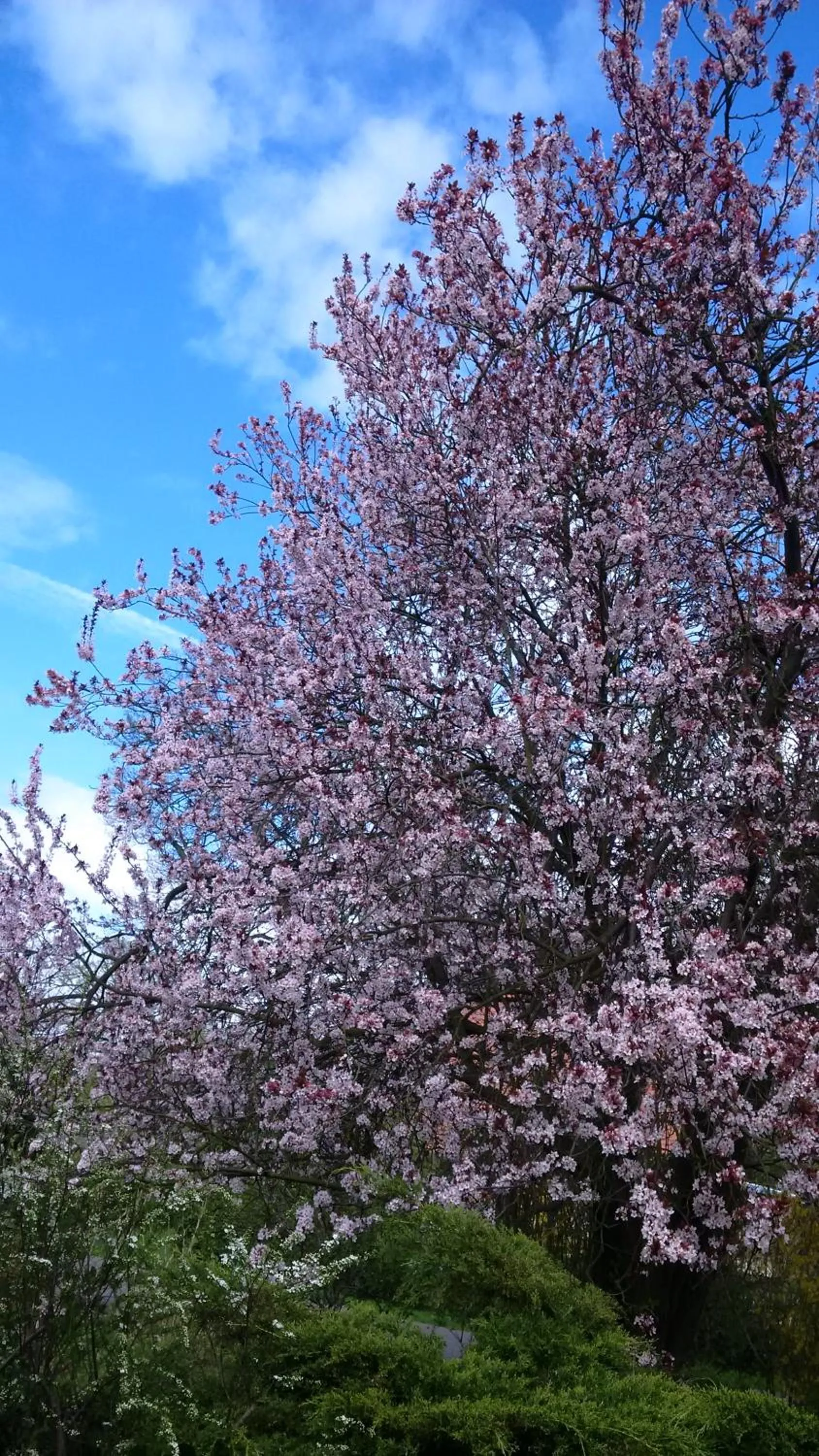 Spring in Pension Willischza
