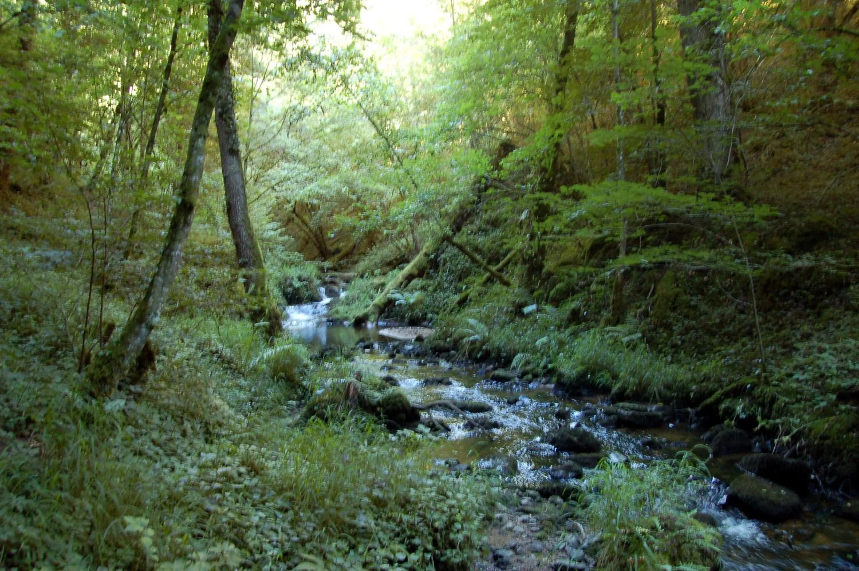 Natural landscape in B&B Les Paddocks