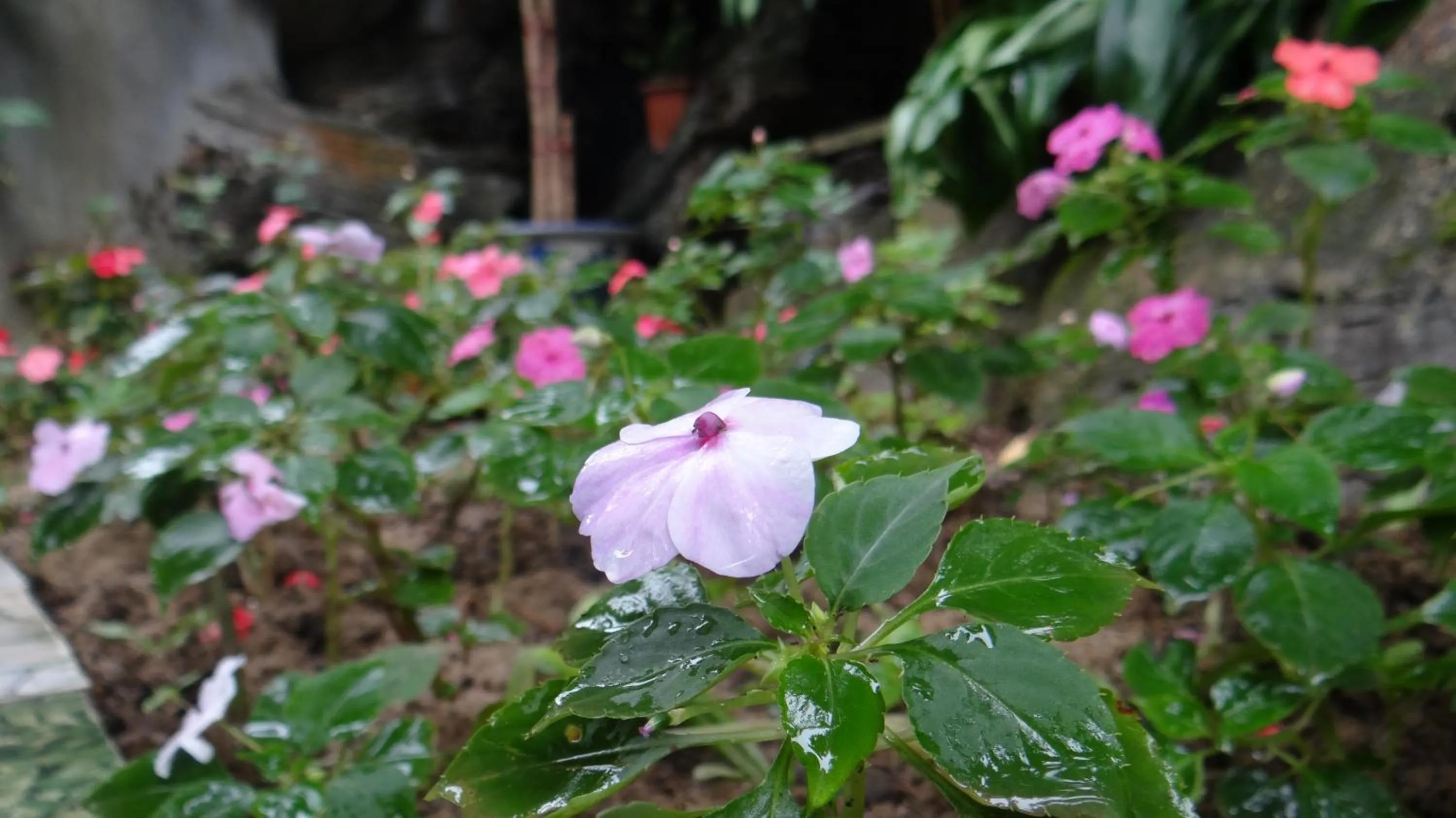 Garden in Huong Thao 2 Hotel