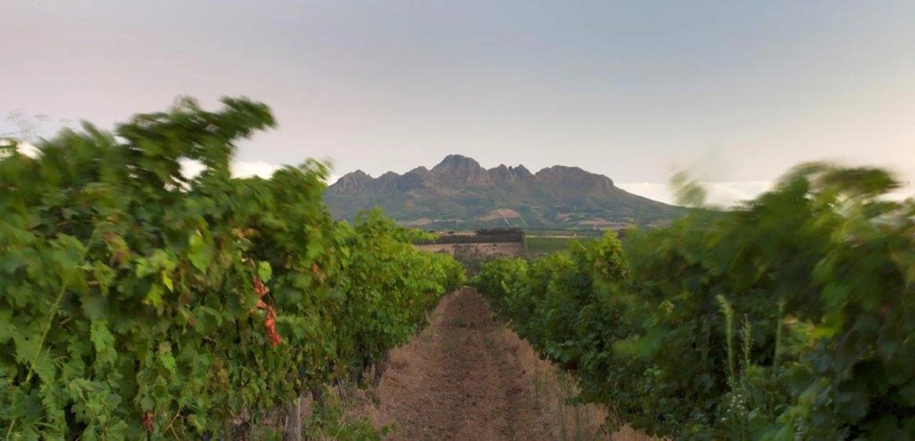 Activities in ASARA Wine Estate & Hotel