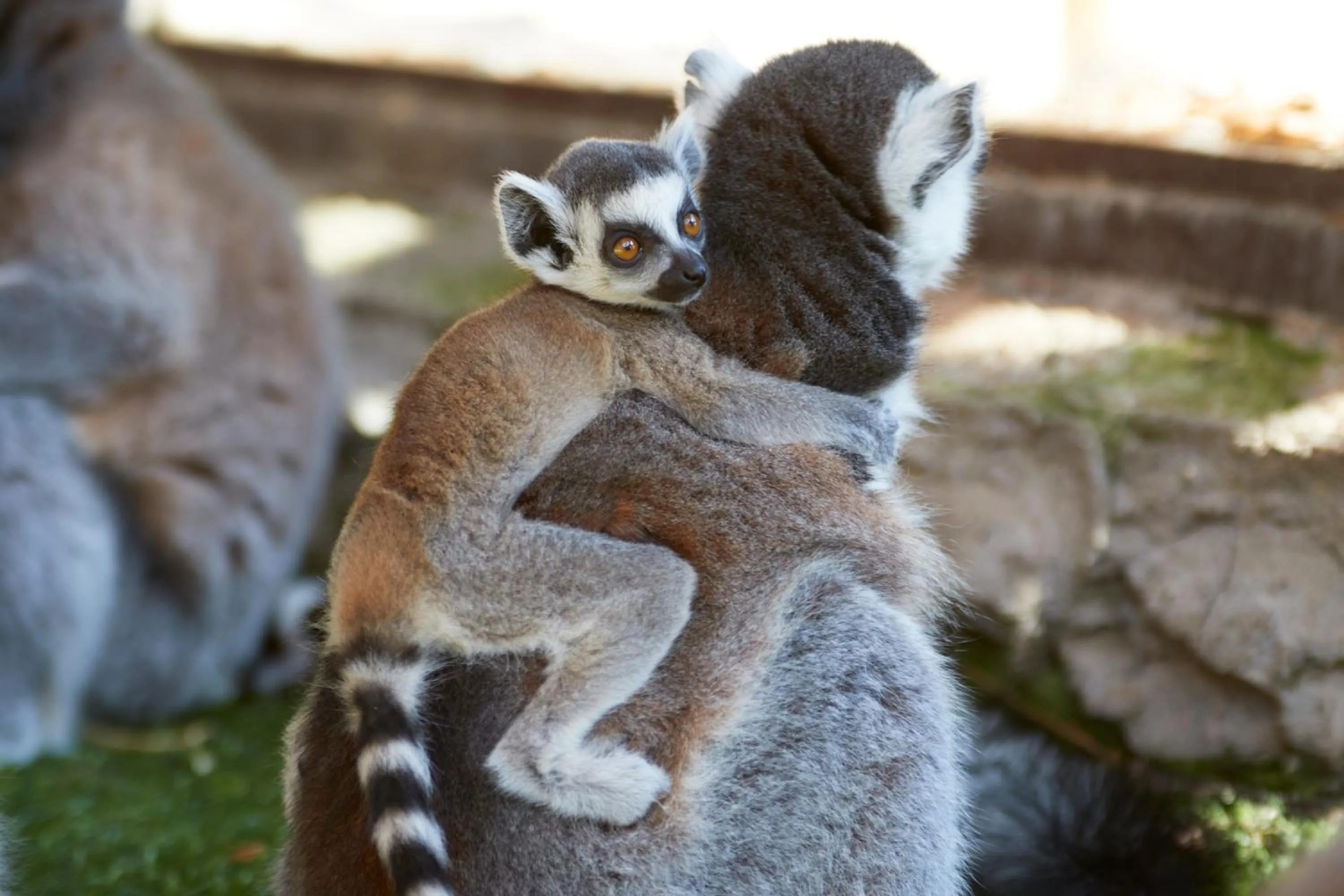 Children play ground in Four Points by Sheraton Costa Blanca Resort