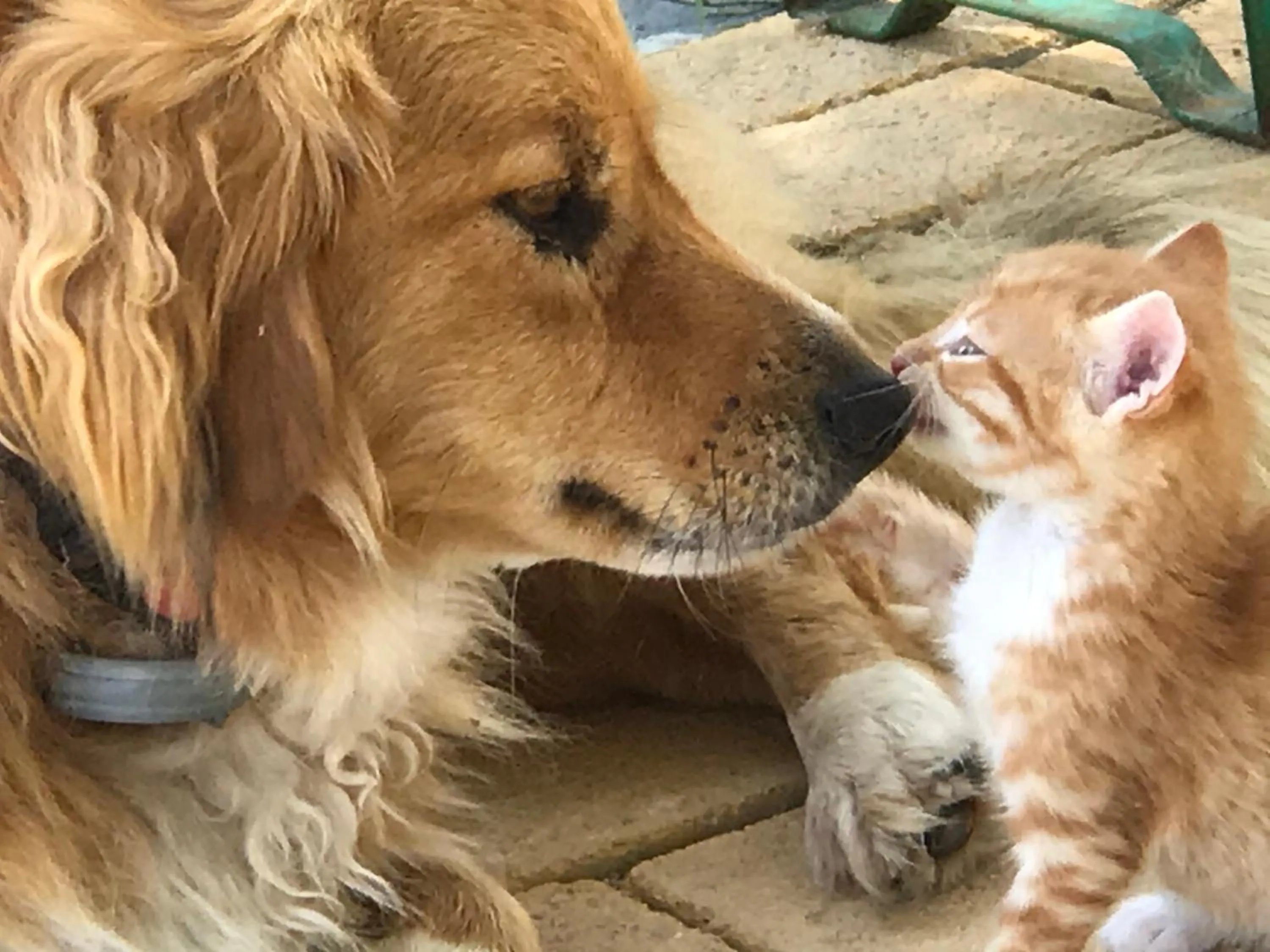 Pets in Hotel Villa Sevasti