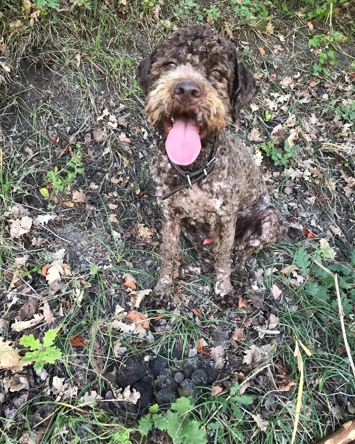 Pets in Hotel Villa Sevasti