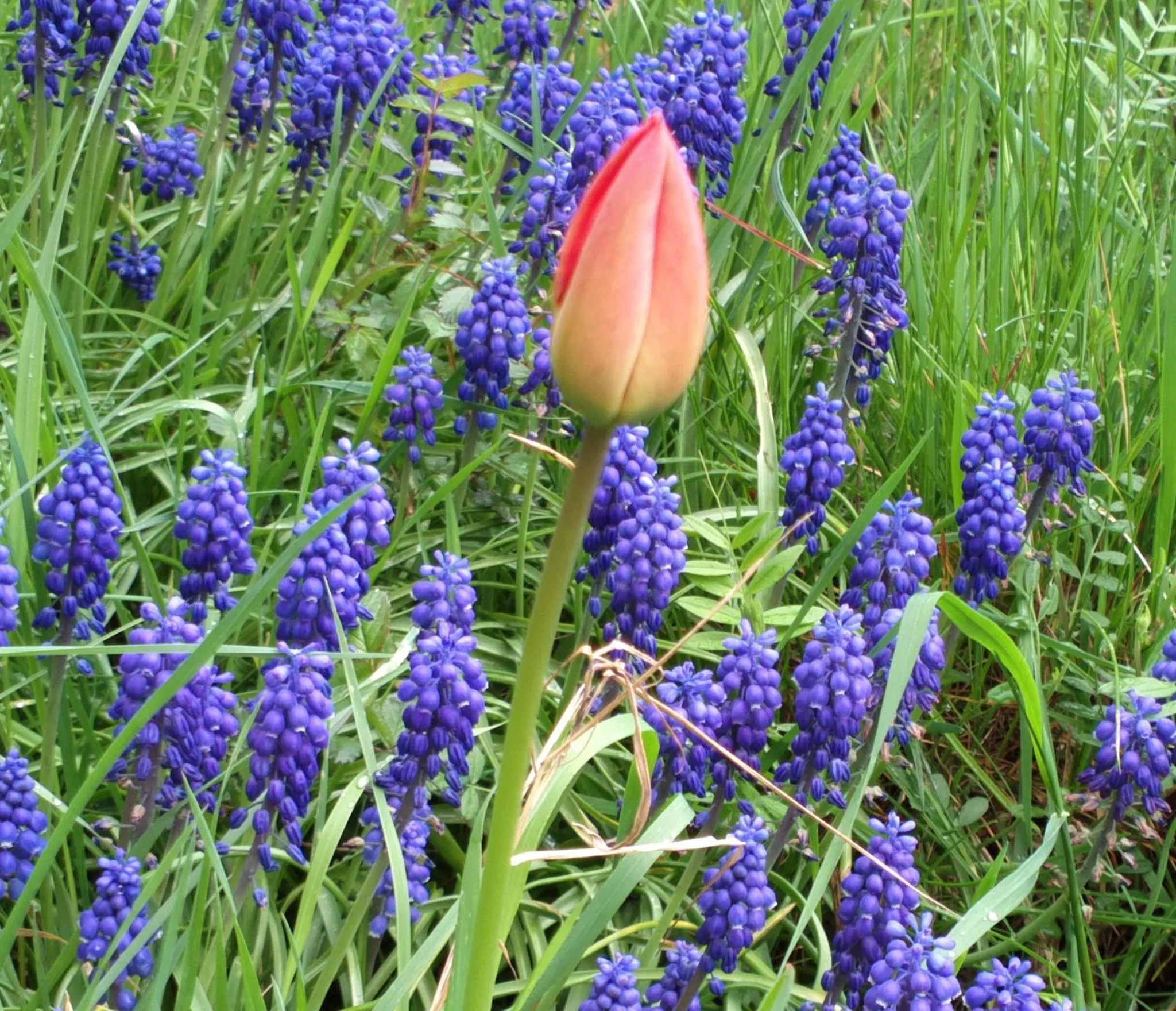 Spring in Prague Retro Challenge and Garden