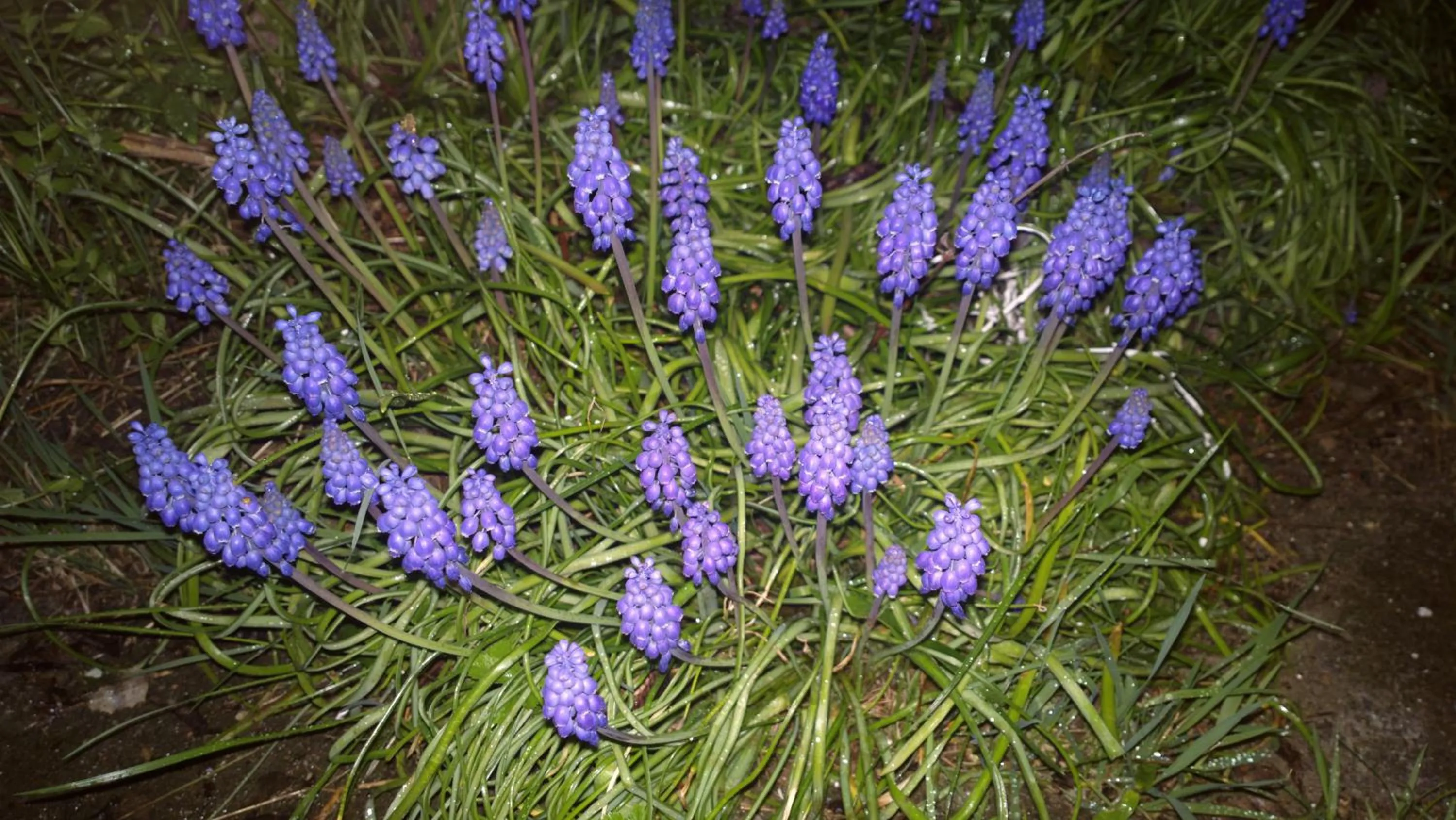 Spring in Prague Retro Challenge and Garden