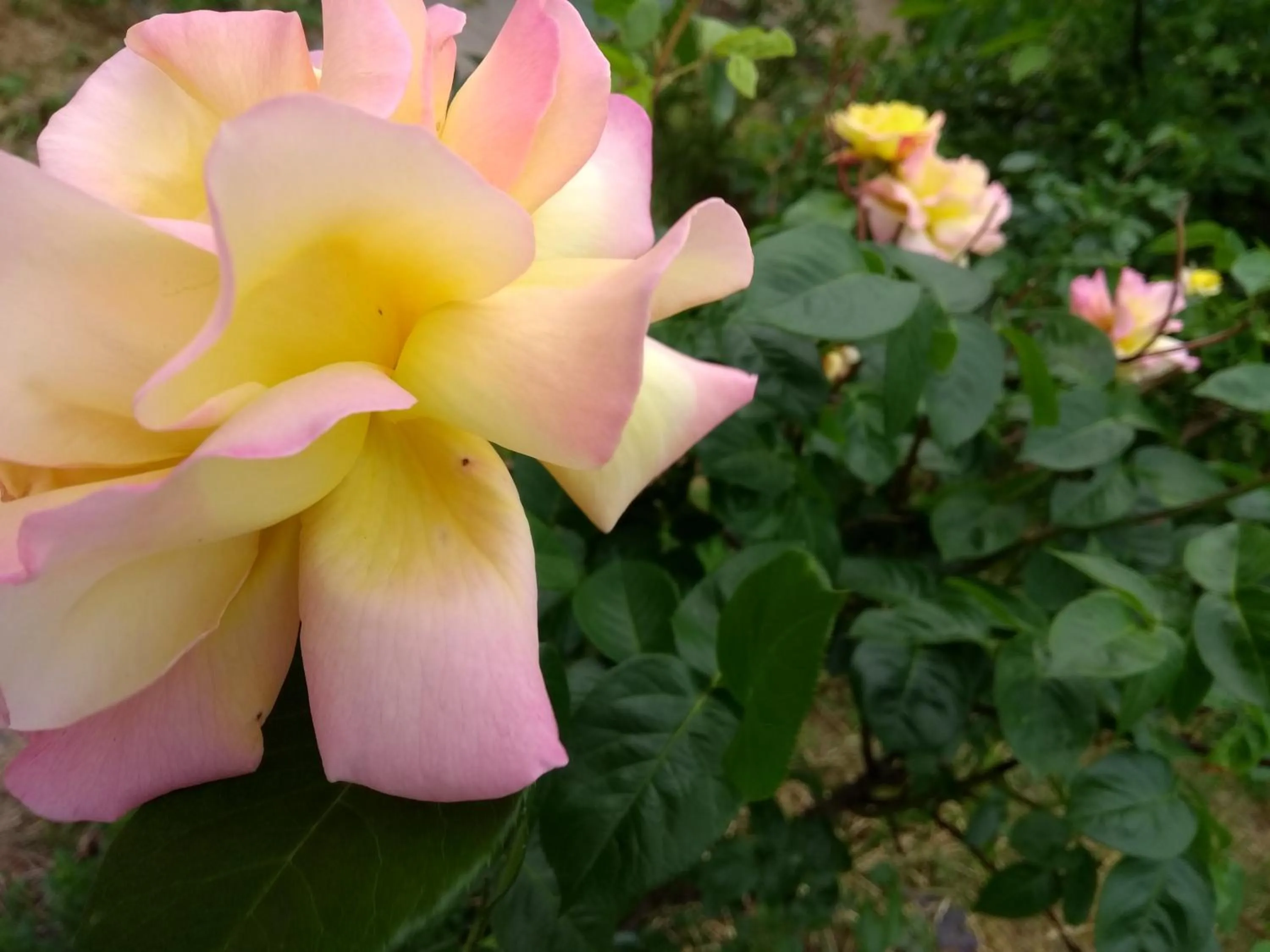 Prague Retro Challenge and Garden