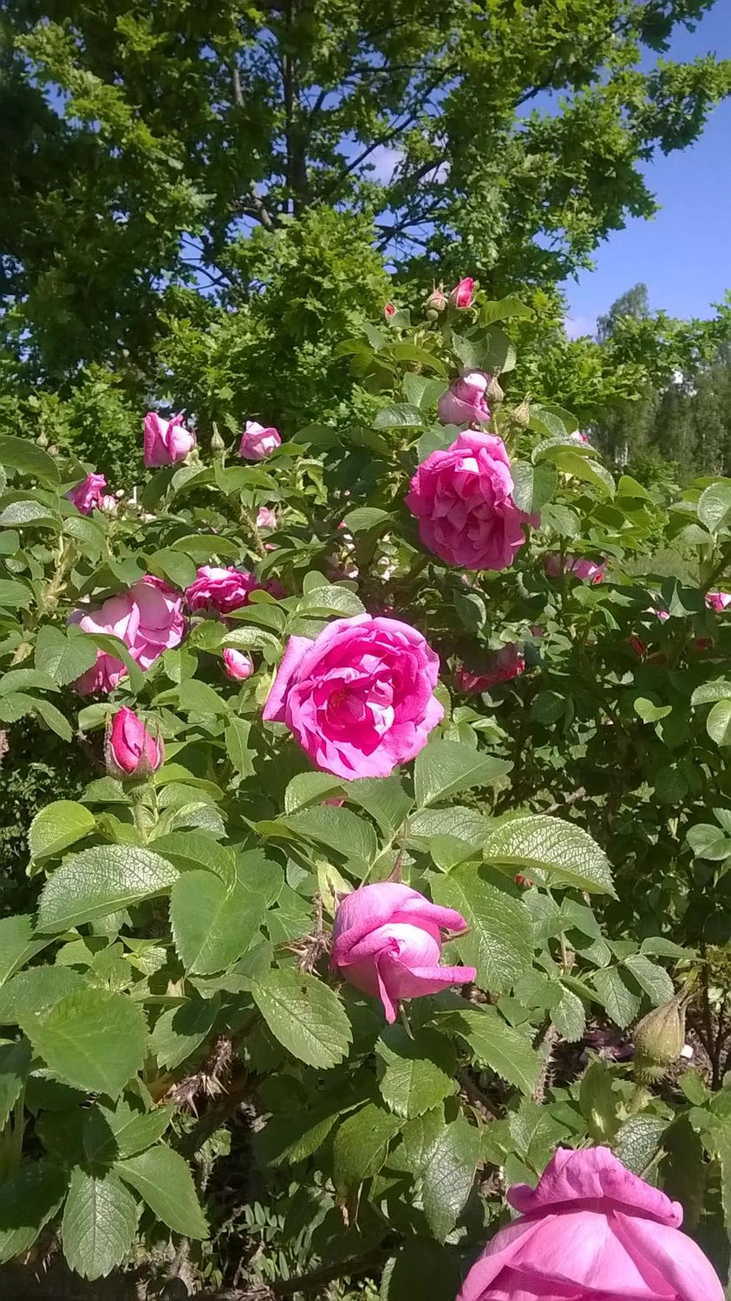 Garden in Meža Salas