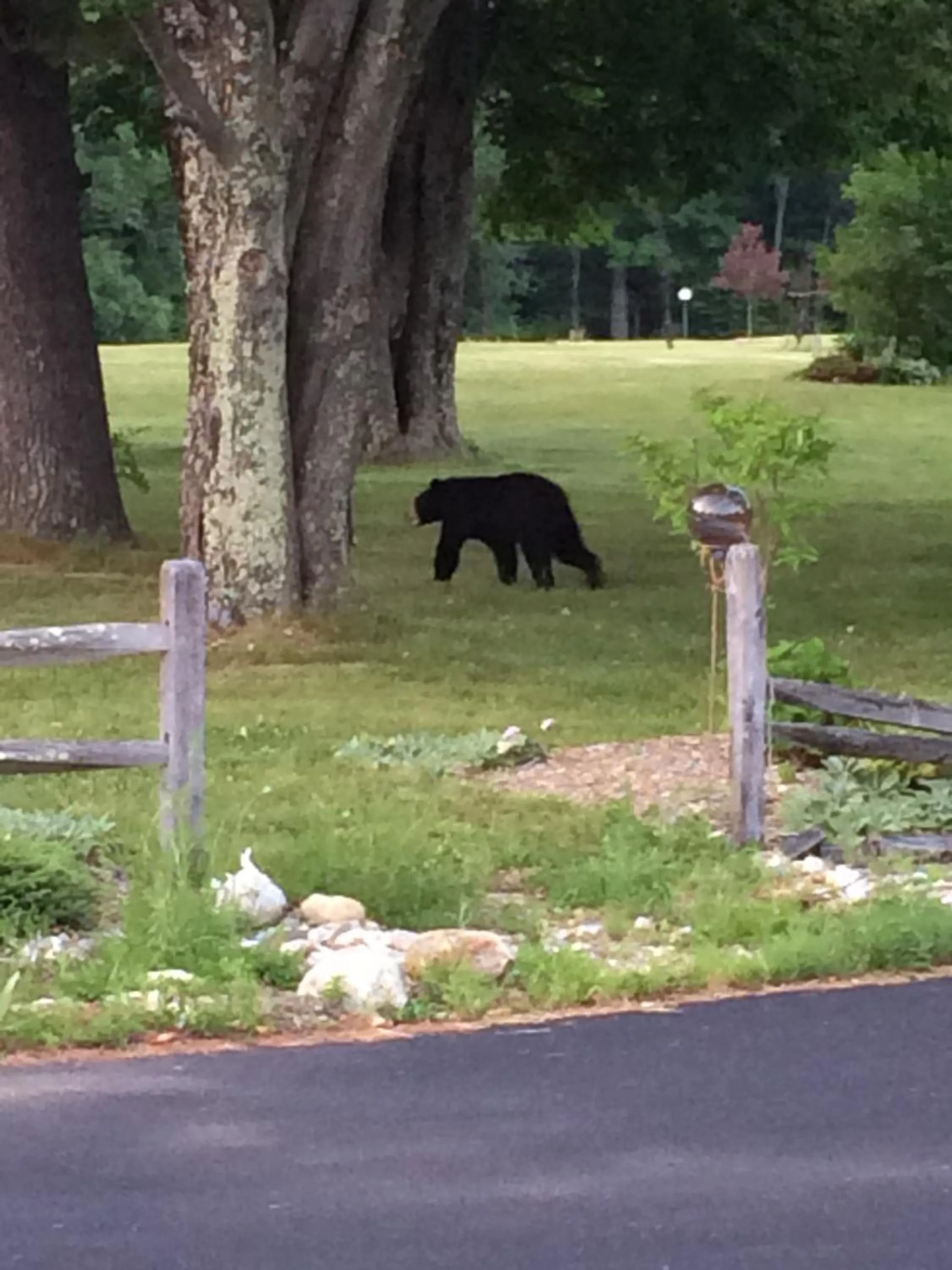 Animals in Aerie Inn of Vermont