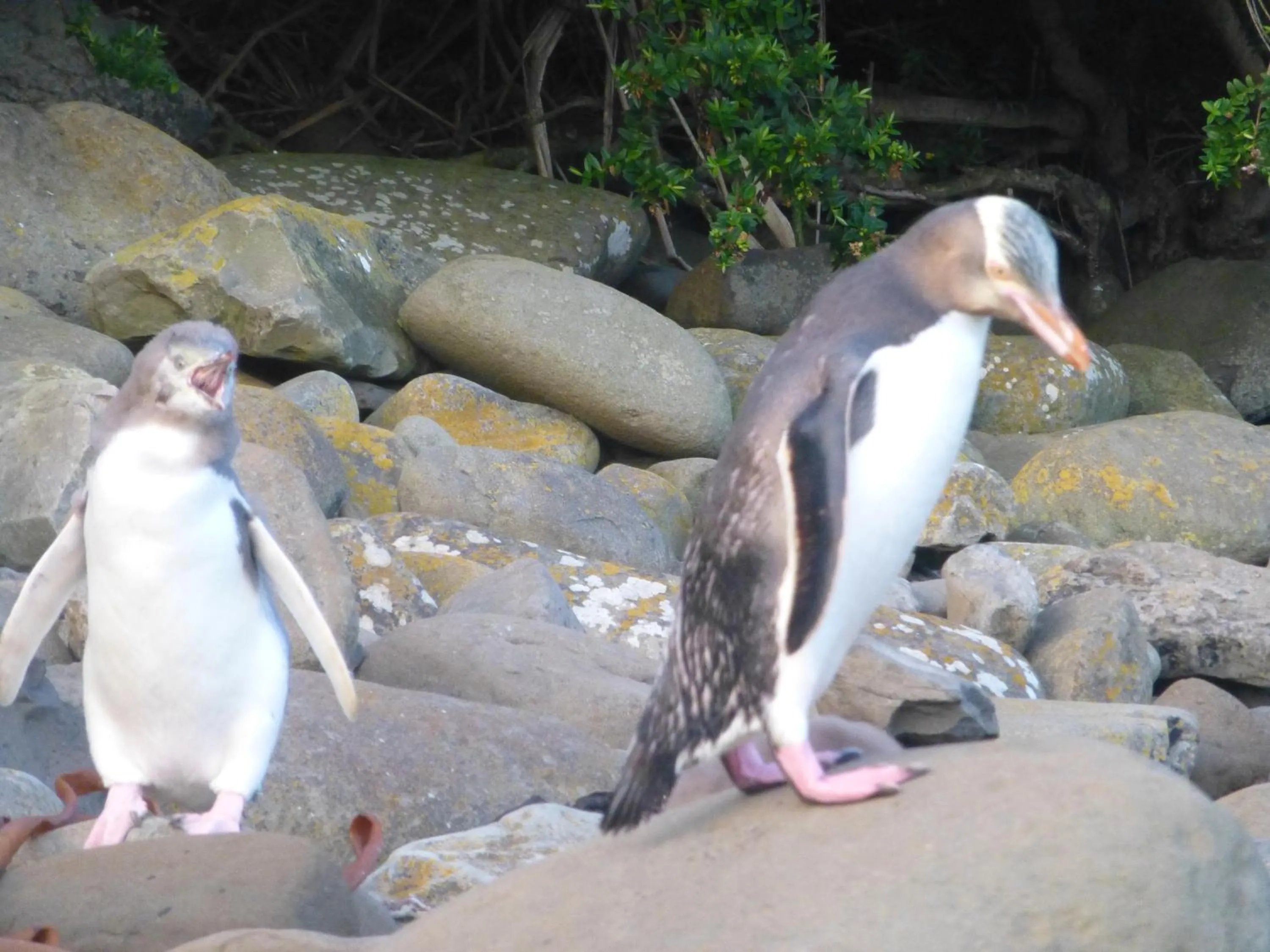Property building in Owaka Lodge Motel