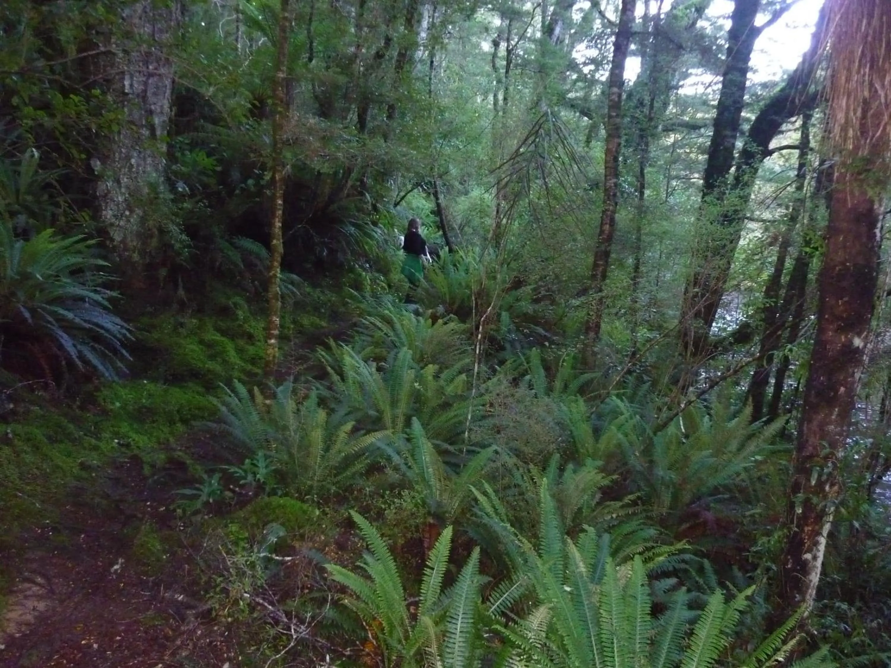 Natural landscape in Owaka Lodge Motel