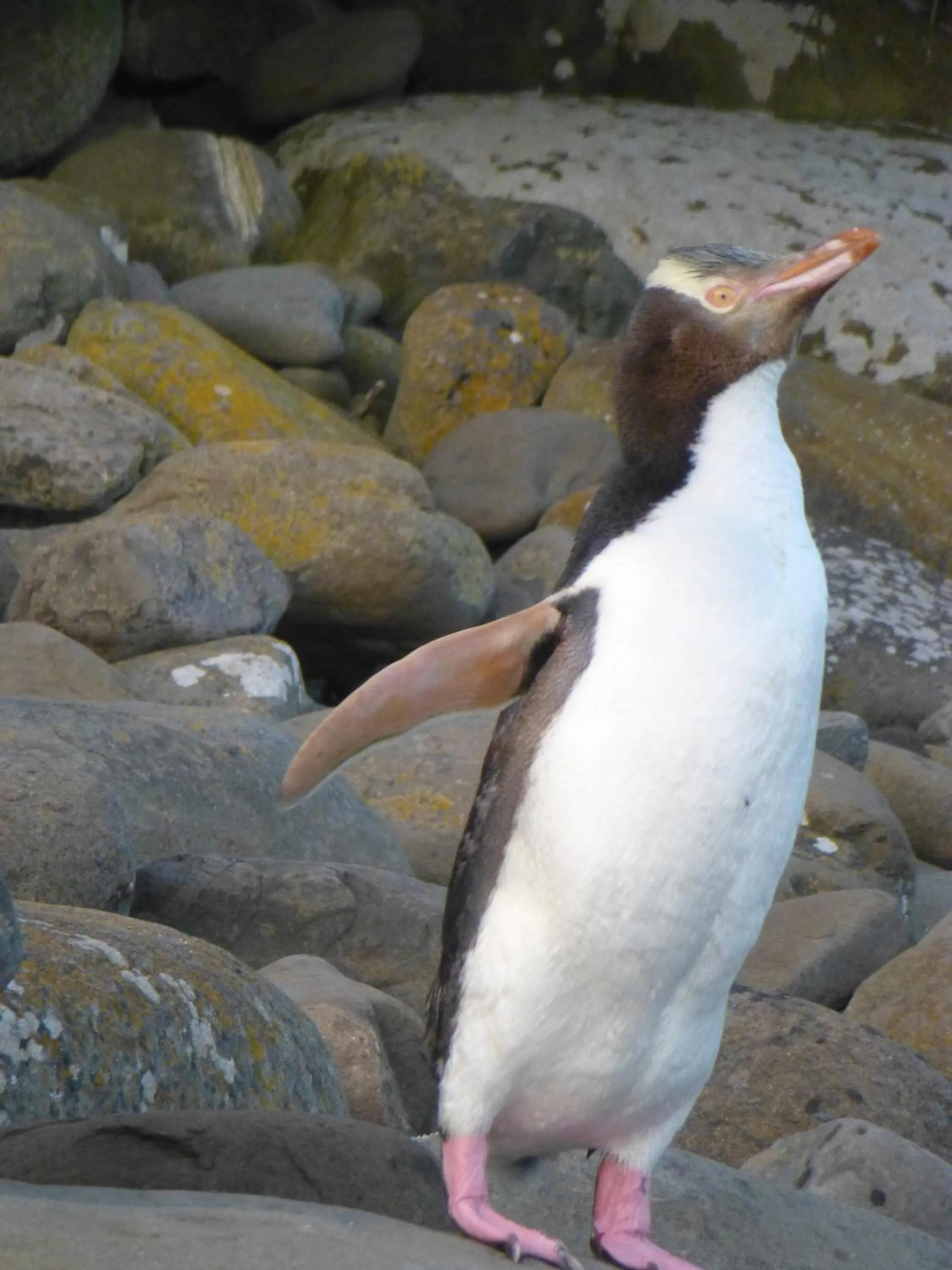 Animals in Owaka Lodge Motel