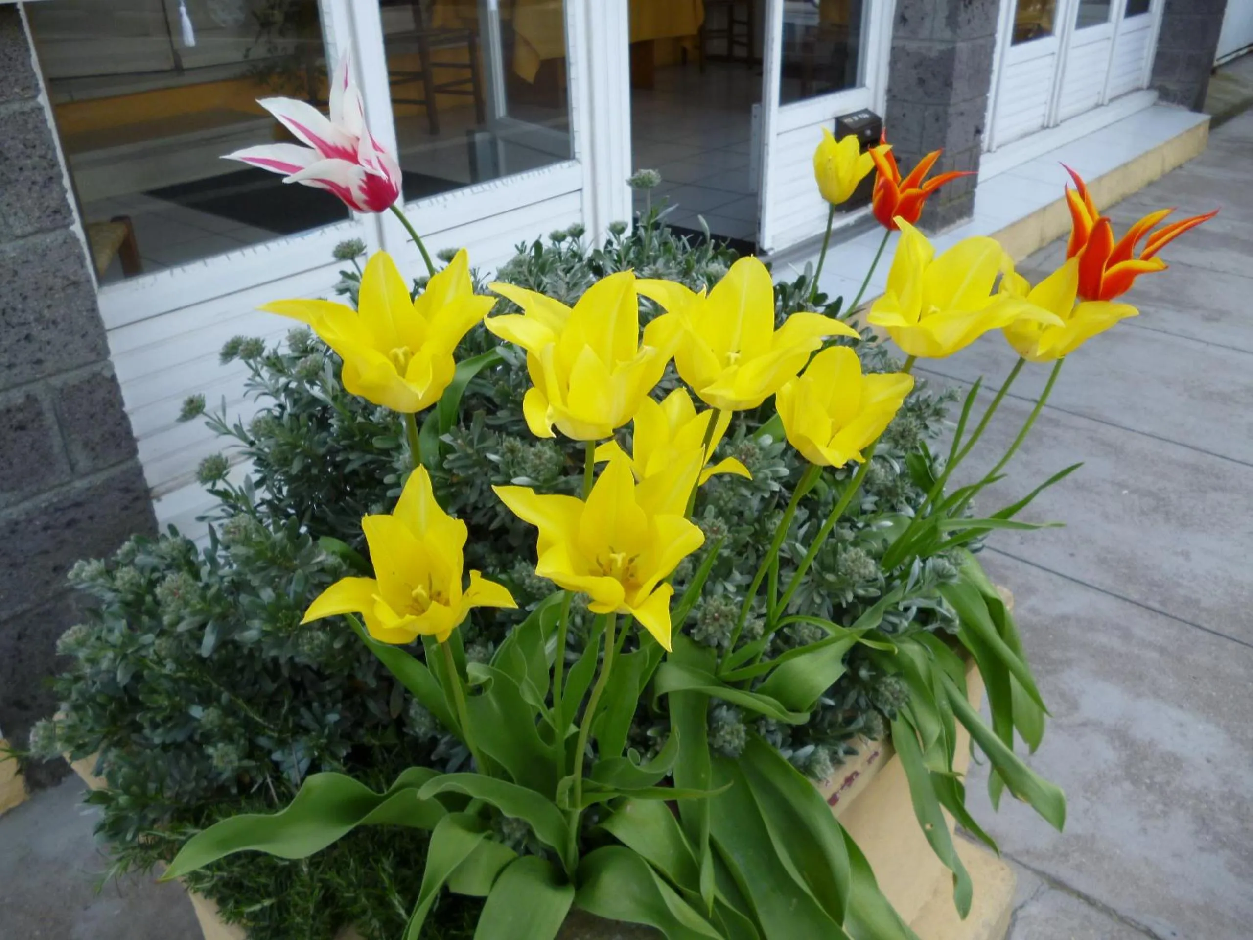 Balcony/Terrace in Hotel Araur