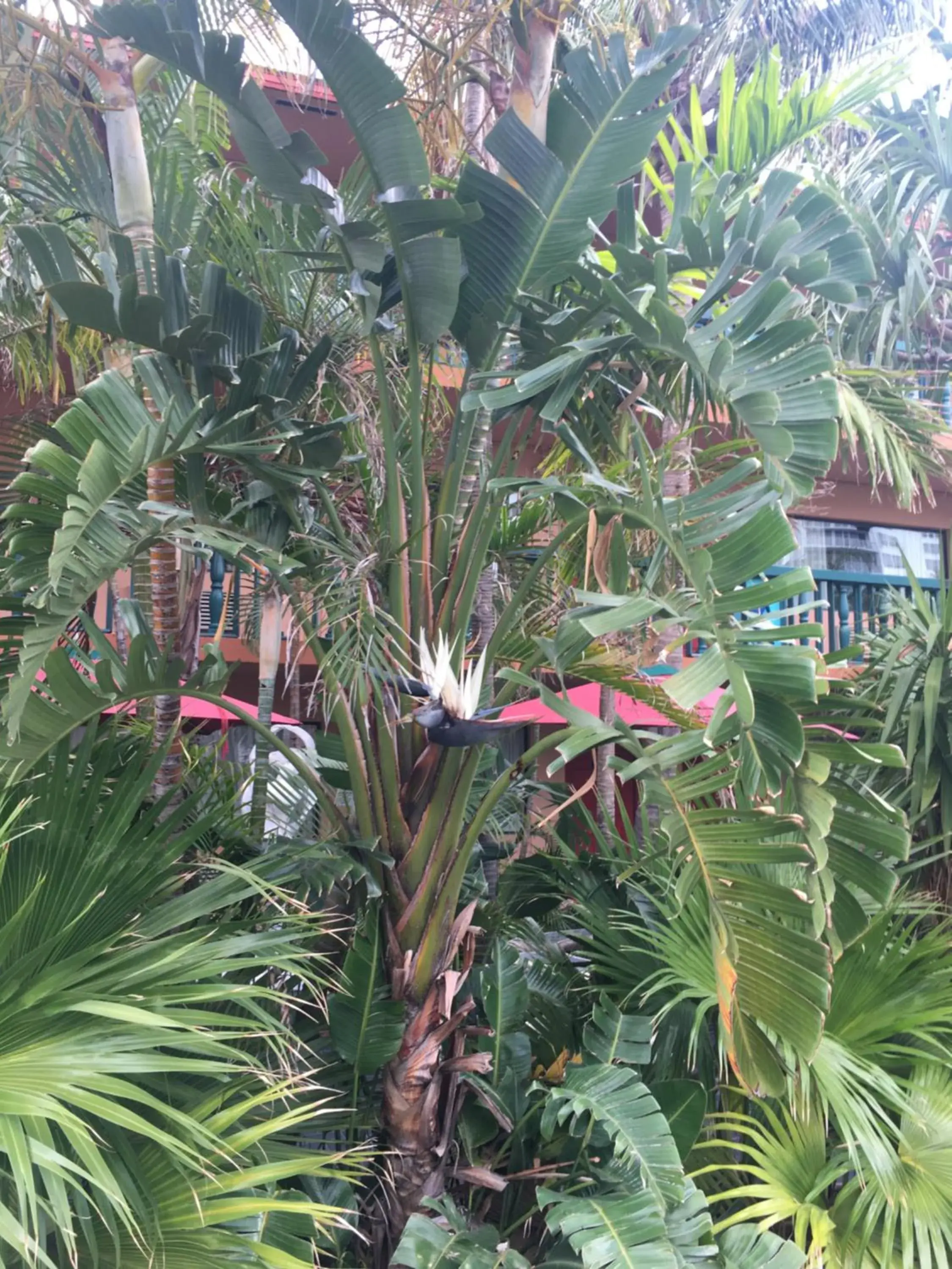 Property building in Ft. Lauderdale Beach Resort Hotel Property building in Ft. Lauderdale Beach Resort Hotel