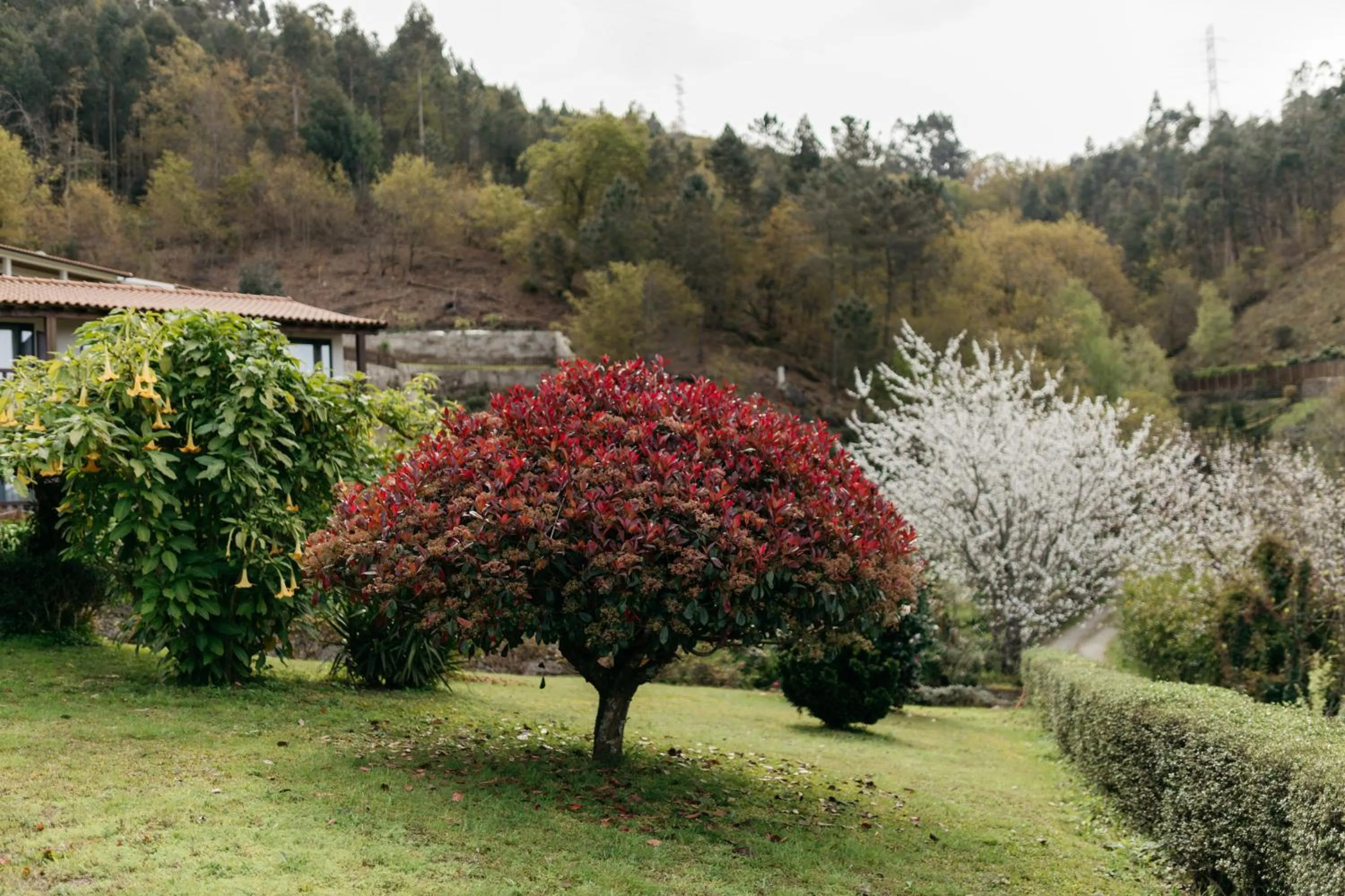 Spring in Quinta do Bento