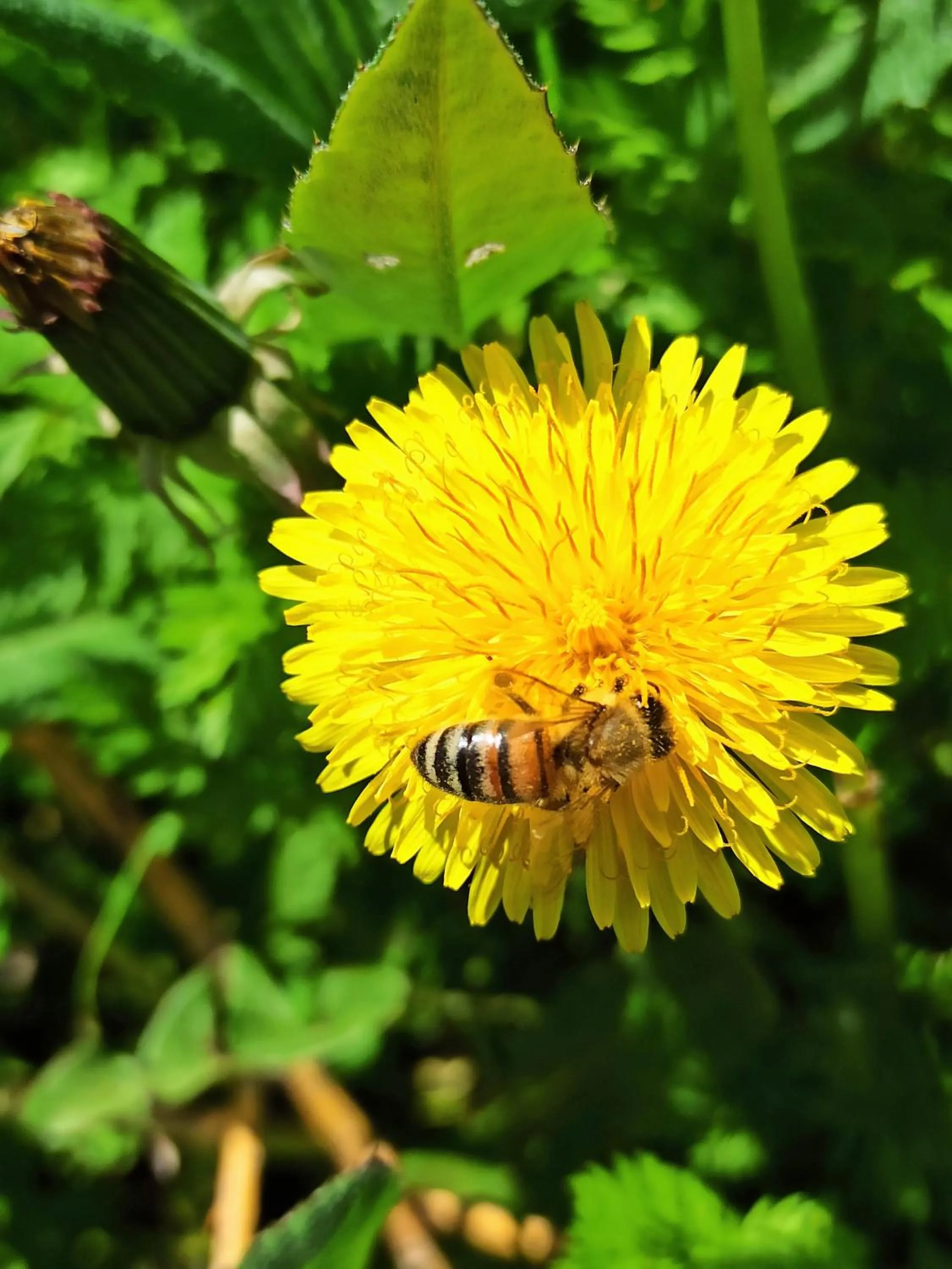 Garden in Country Hotel Al Gallo