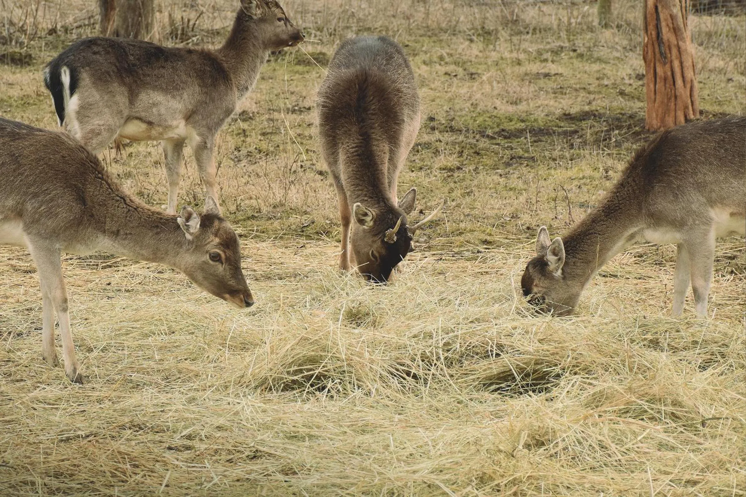 Garden in Bistrampolis Manor