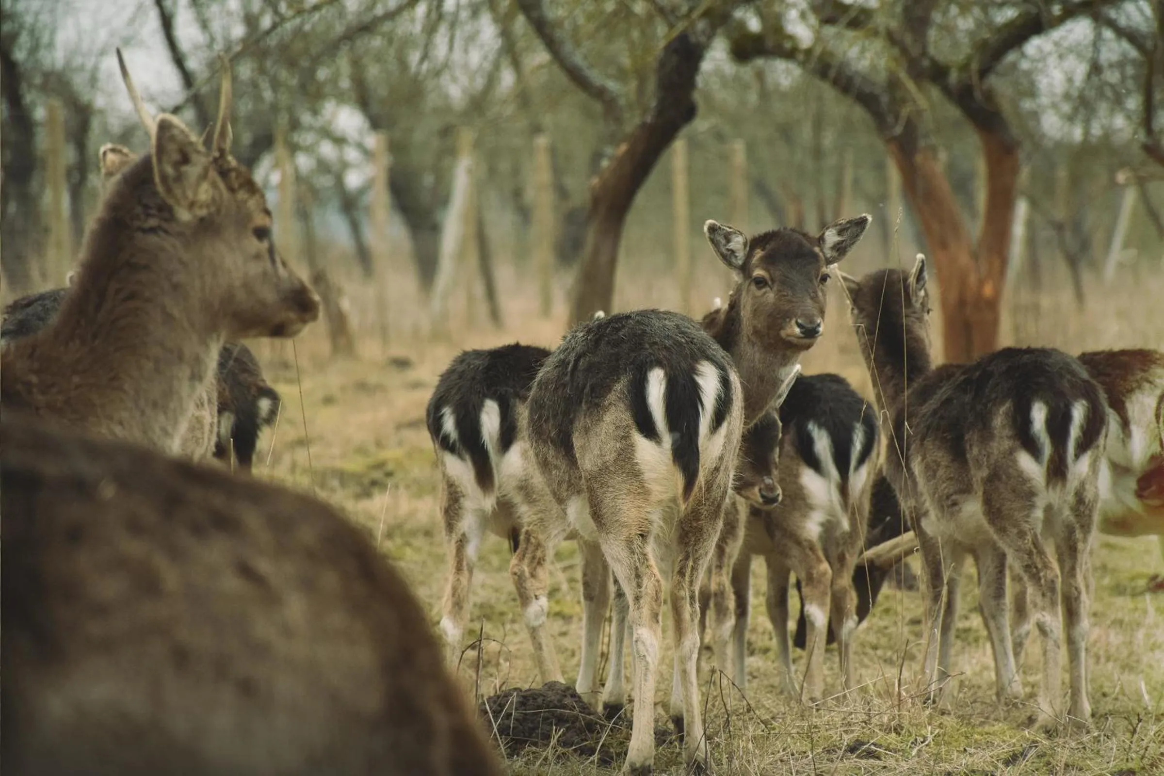 View (from property/room) in Bistrampolis Manor
