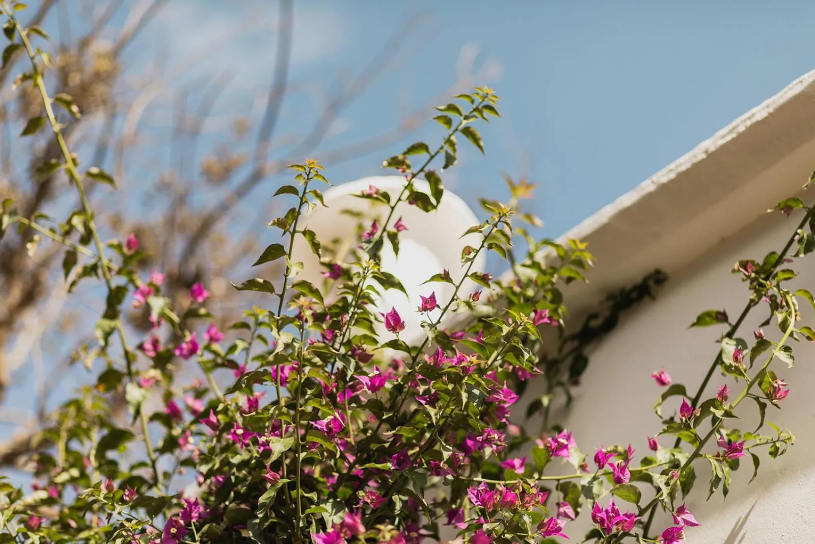 Garden view in Hotel Rural Sant Ignasi