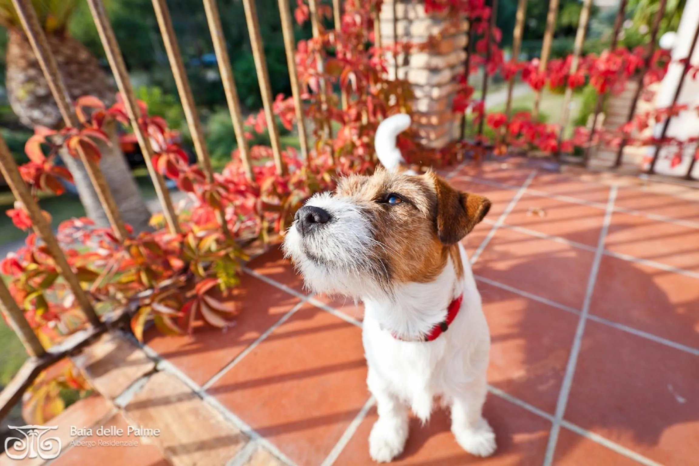 Animals in Baia Delle Palme Beach
