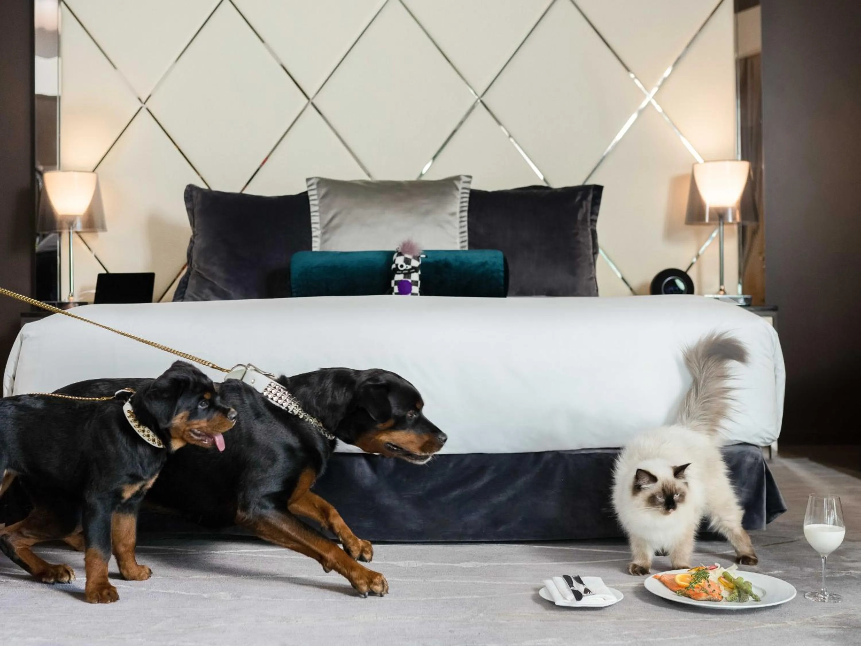 Pets, Bed in Paradox Vancouver