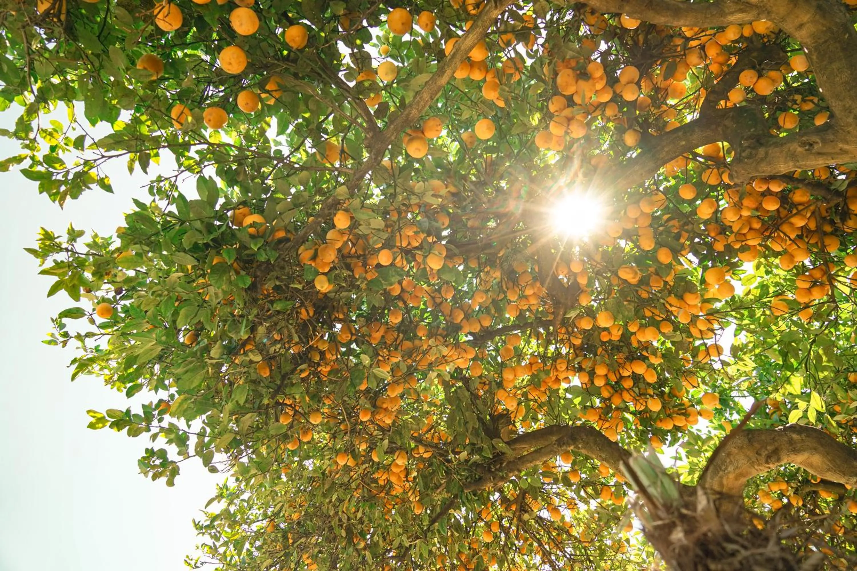 Garden in Montana Lodge Motel