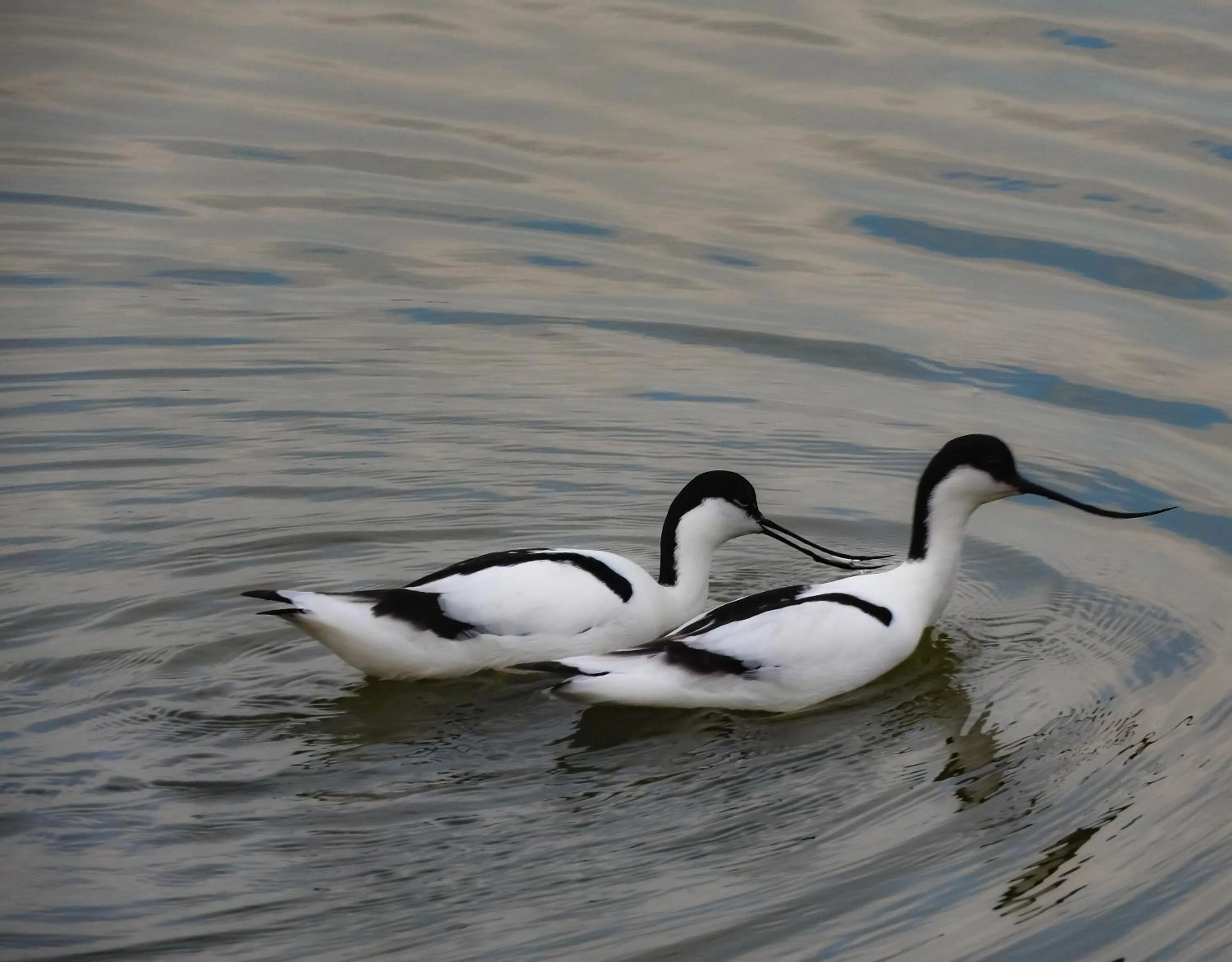 Entertainment in Hotel Alicia Auray Le Bono