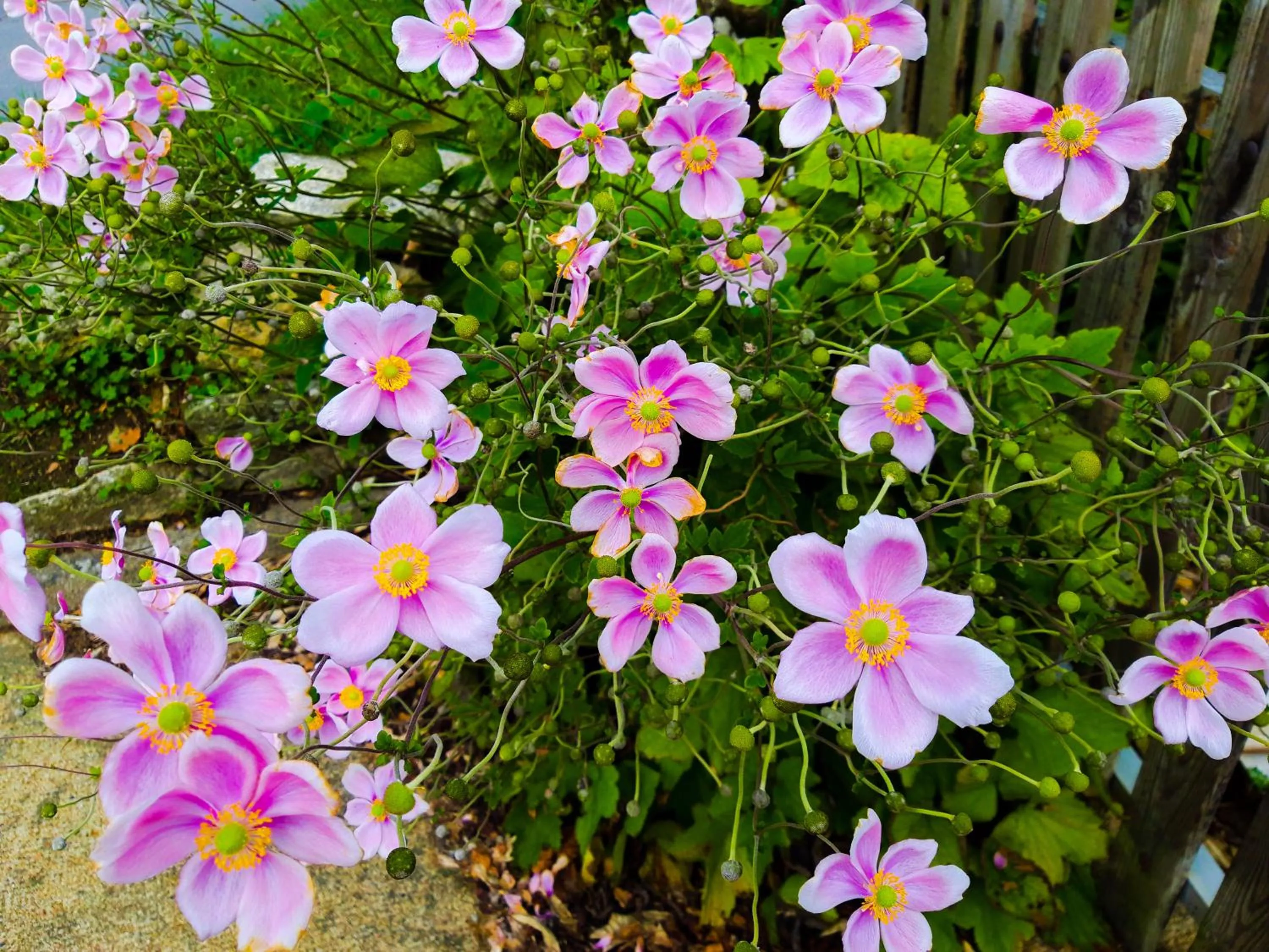 Spring in Hotel Alicia Auray Le Bono