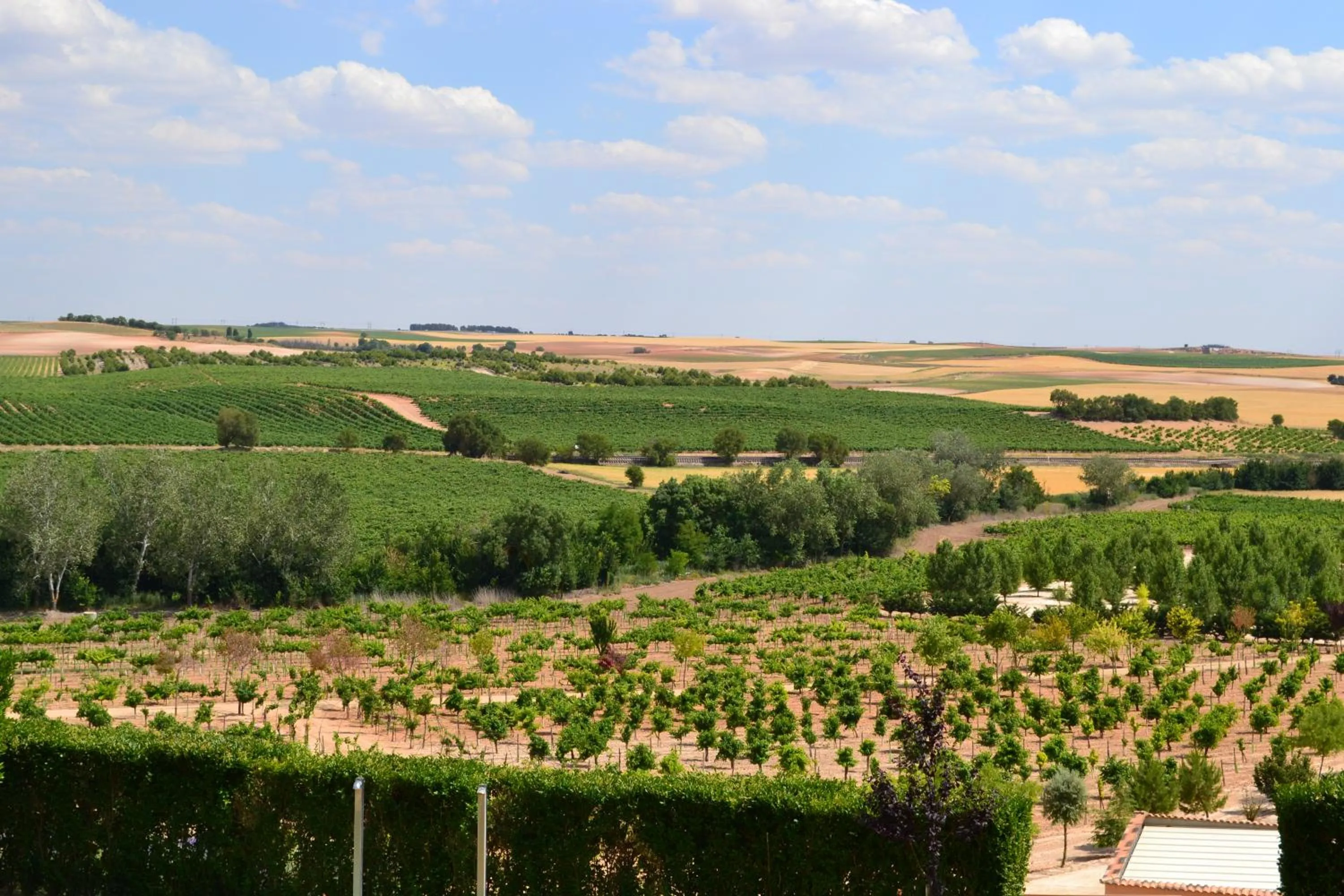 Natural landscape in Complejo Enoturístico Finca La Estacada