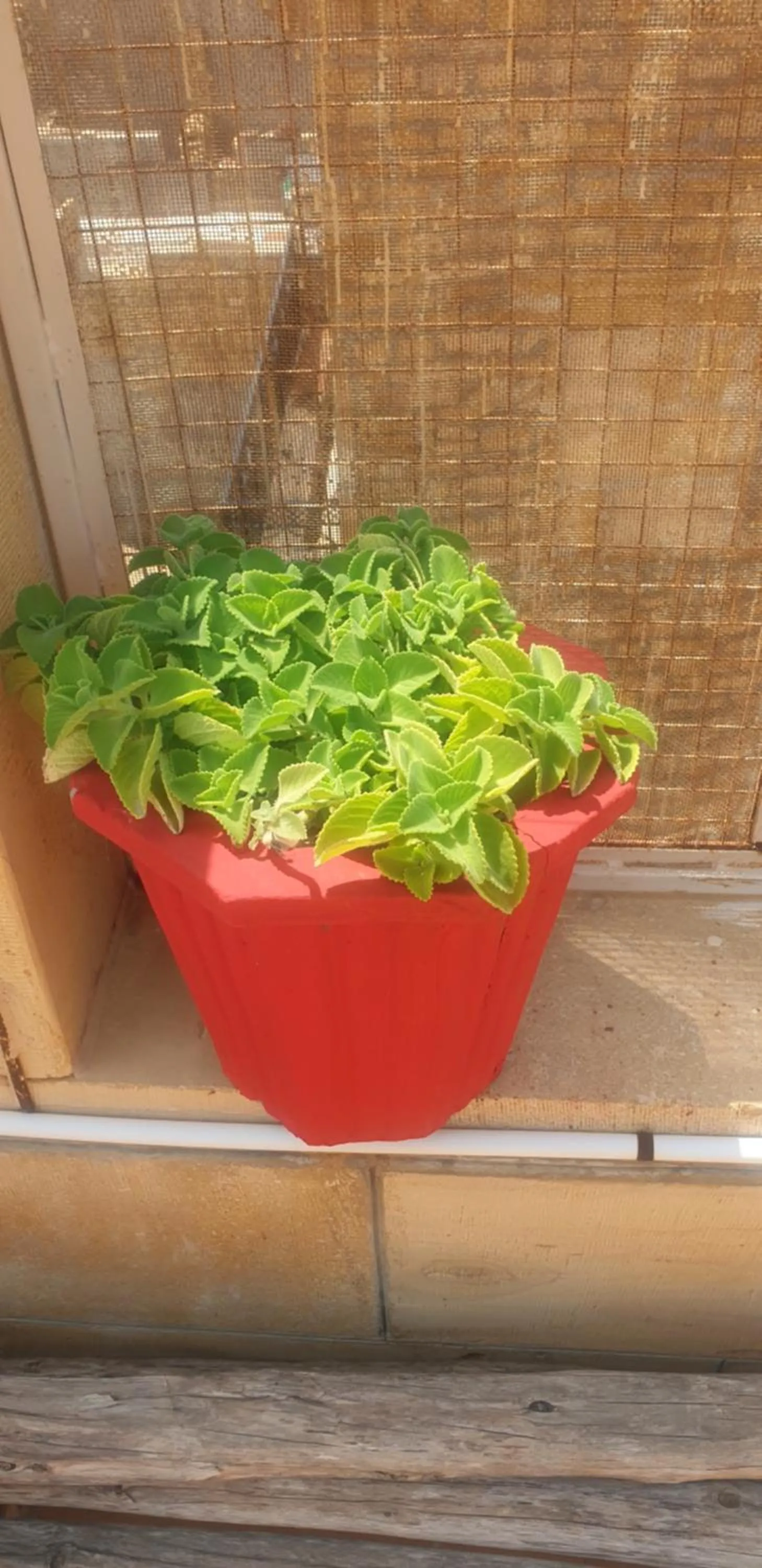 Decorative detail in Hotel Siddhartha