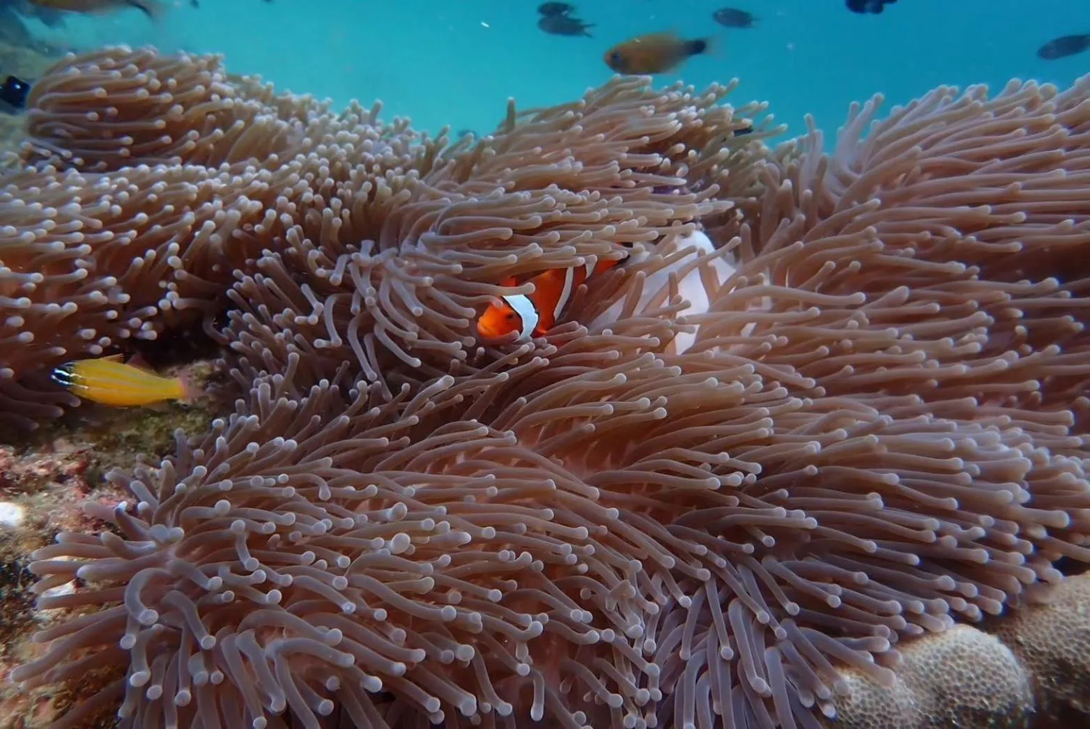 Diving in Vacation Village Phra Nang Inn - SHA Extra Plus