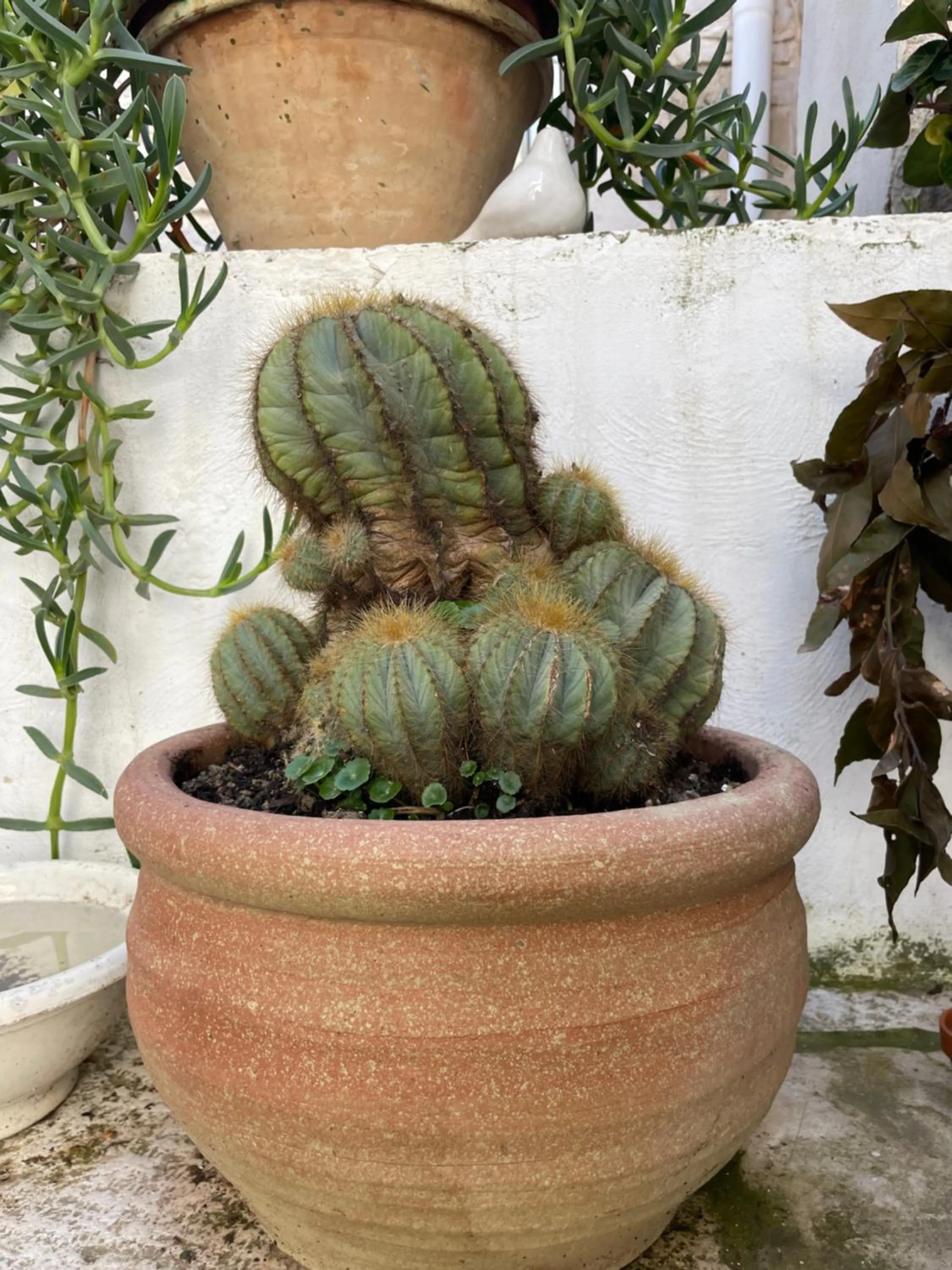 Garden view in Palazzo Siena De Facendis