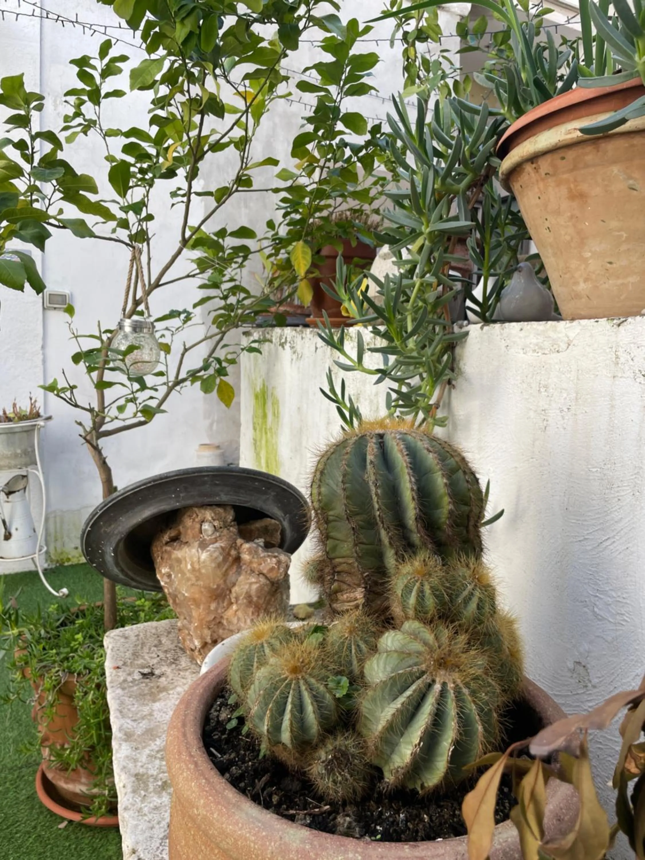 Garden in Palazzo Siena De Facendis