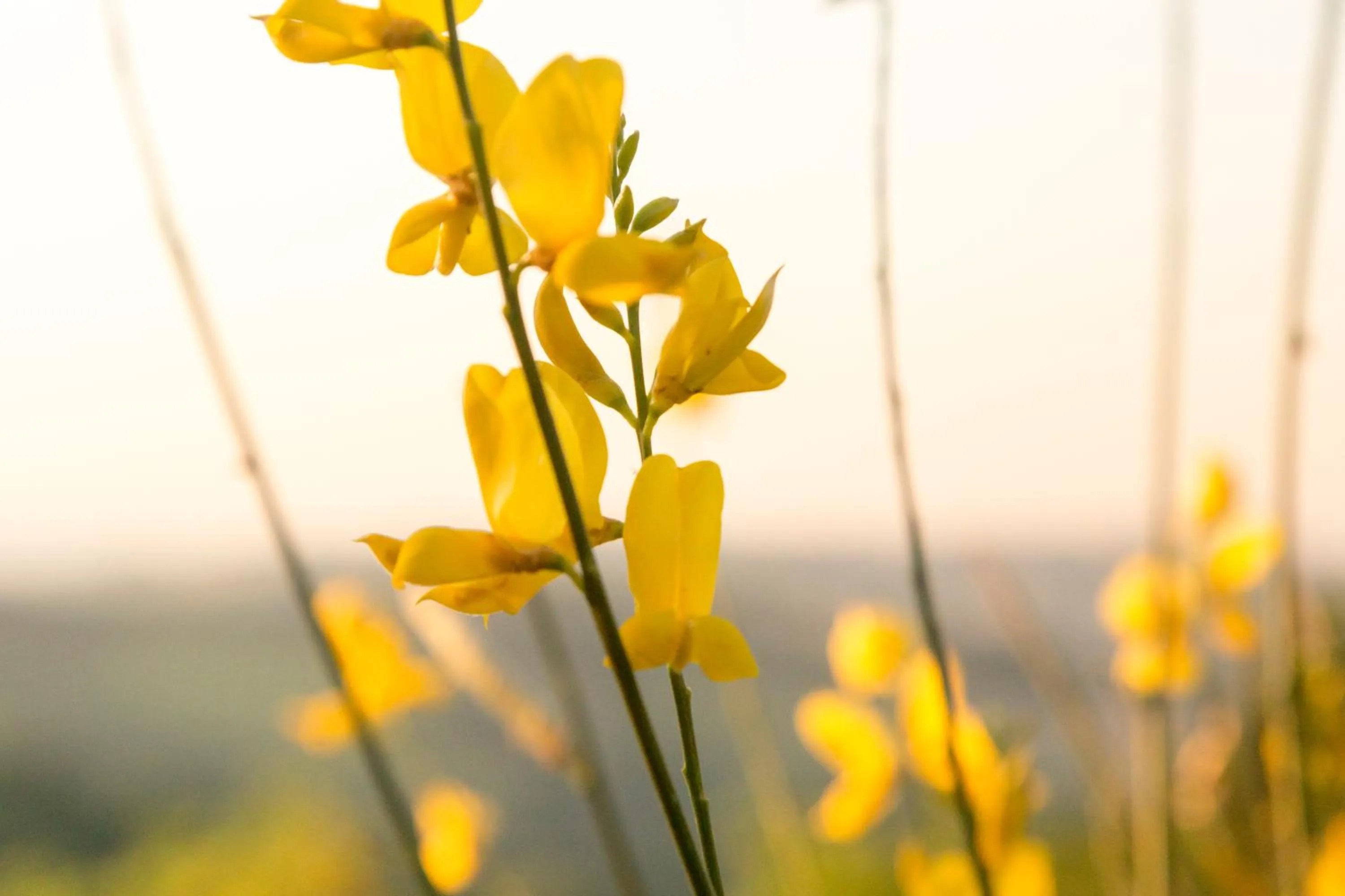 Decorative detail in Colleverde Country House & SPA Urbino