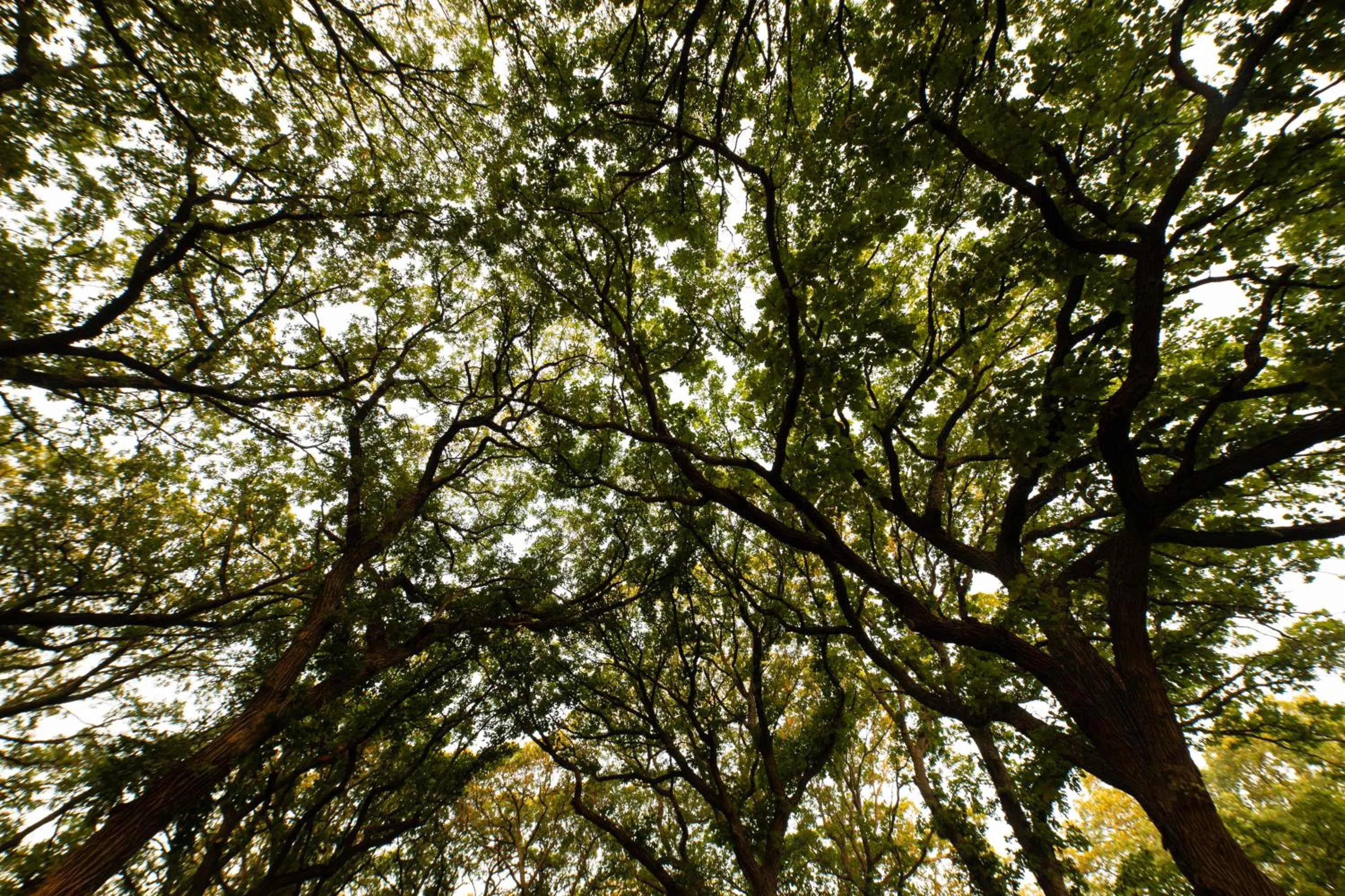 Natural landscape in The Oakwood Inn Okoboji