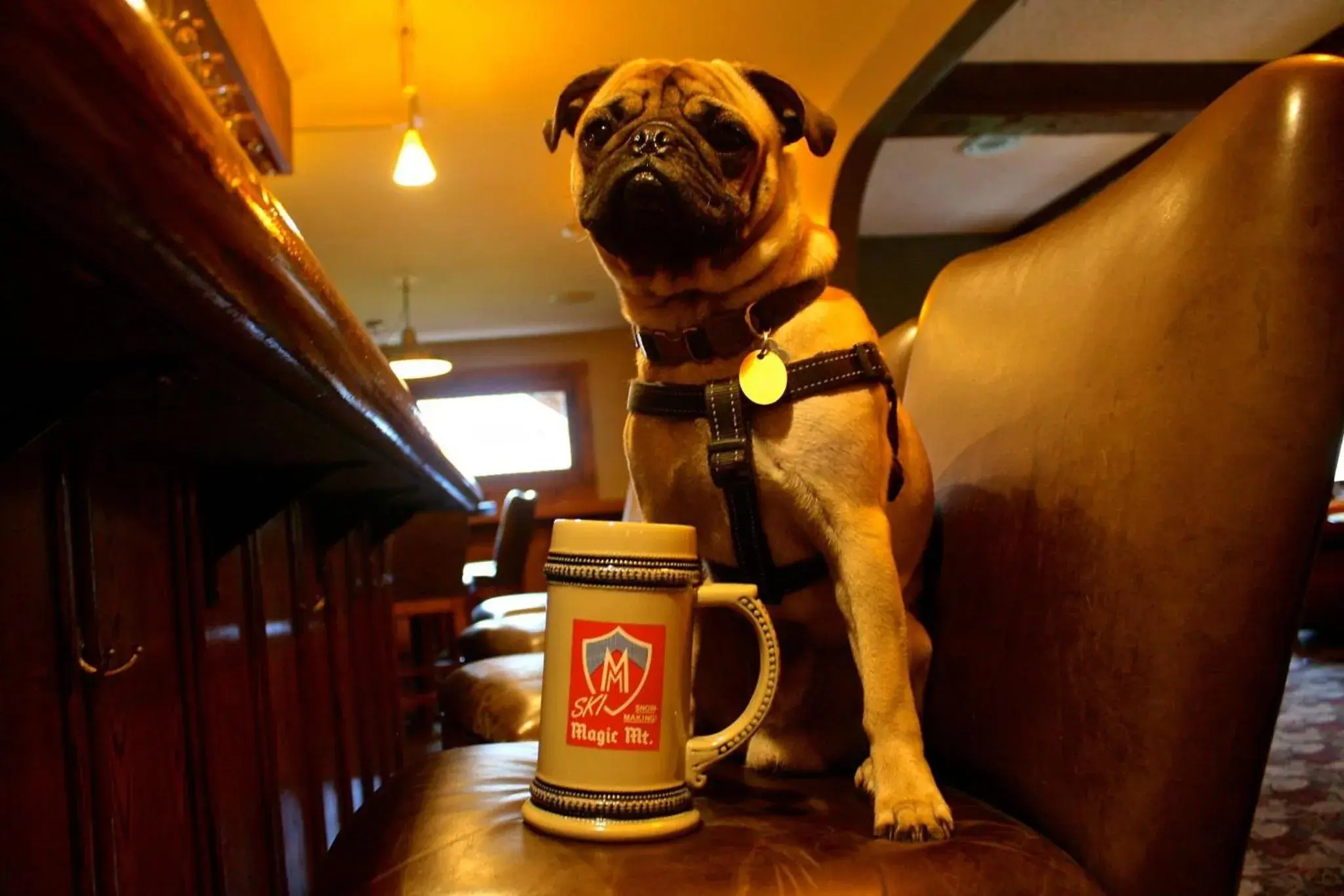 Alcoholic drinks in The Upper Pass Lodge Alcoholic drinks in The Upper Pass Lodge