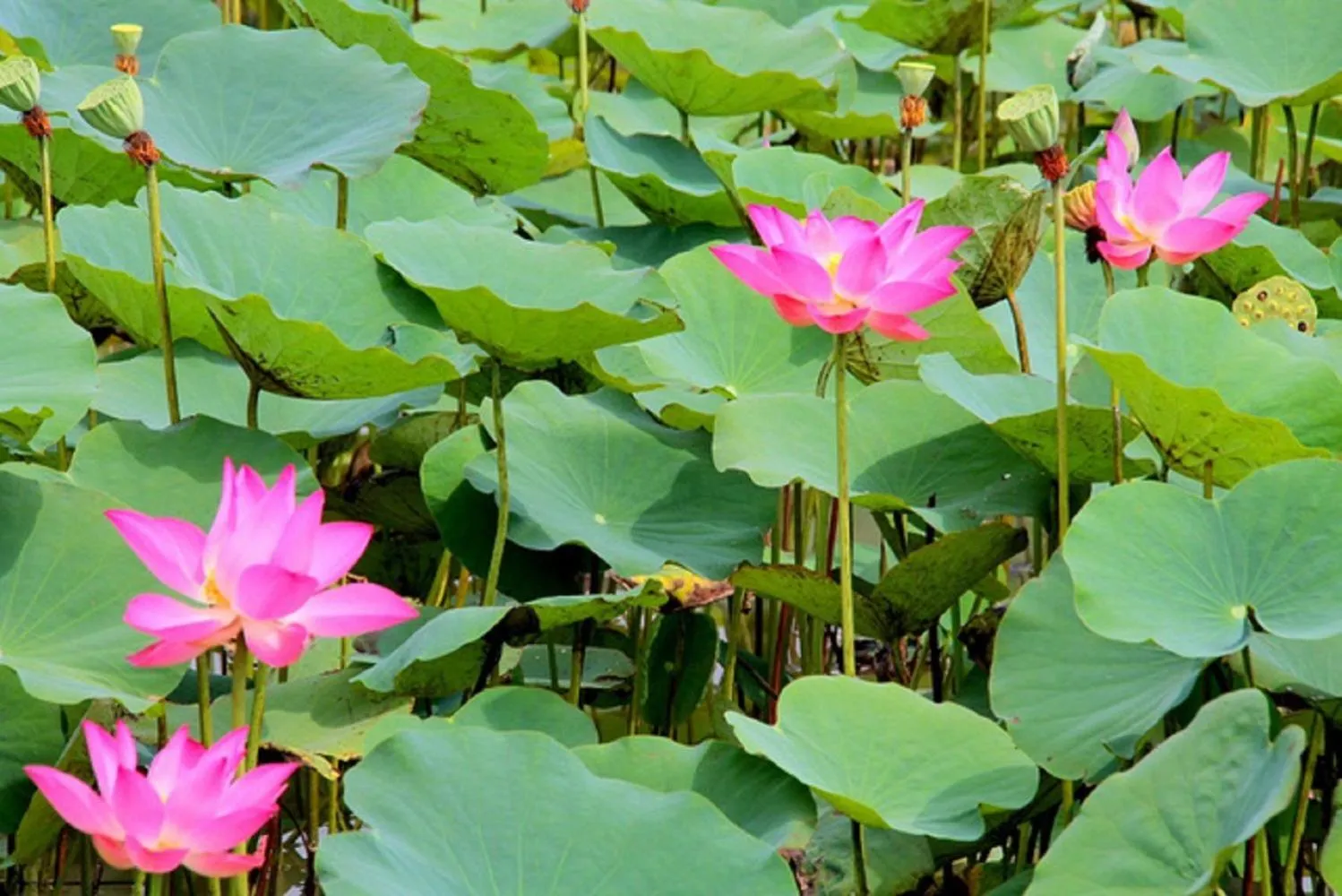 Landmark view in Flame Flowers Homestay