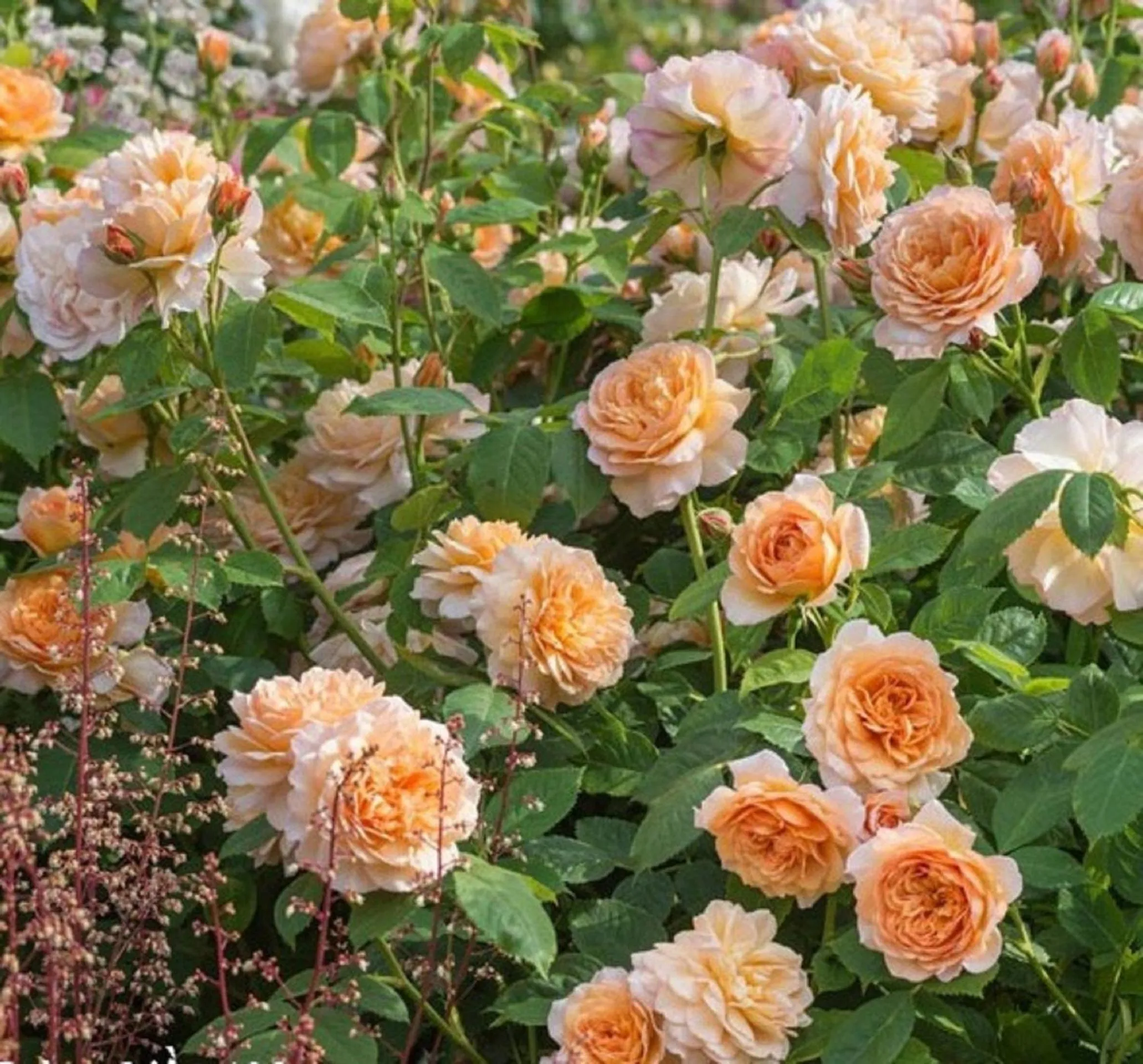 Garden view in Flame Flowers Homestay