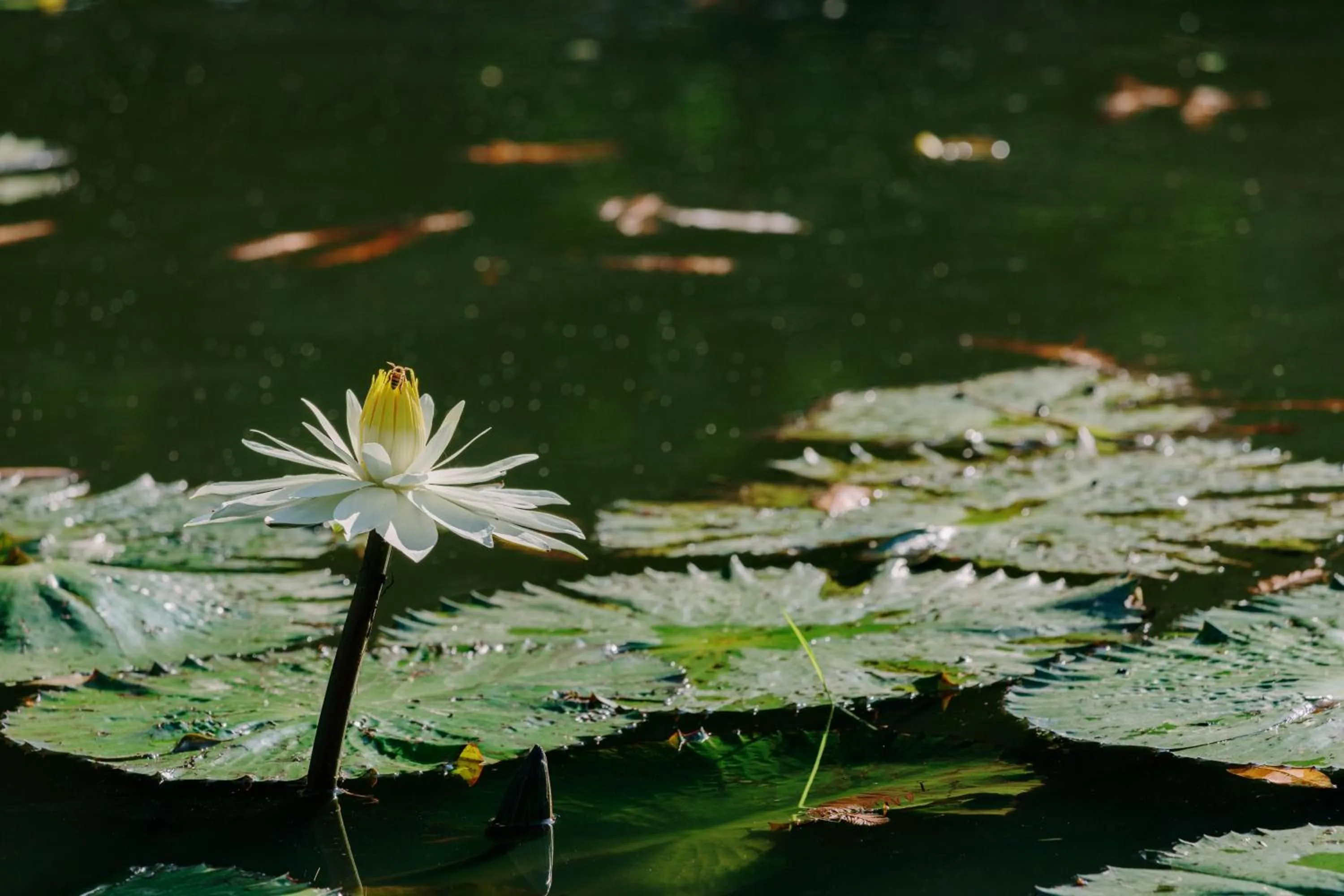 Garden view in Green Forest Villa