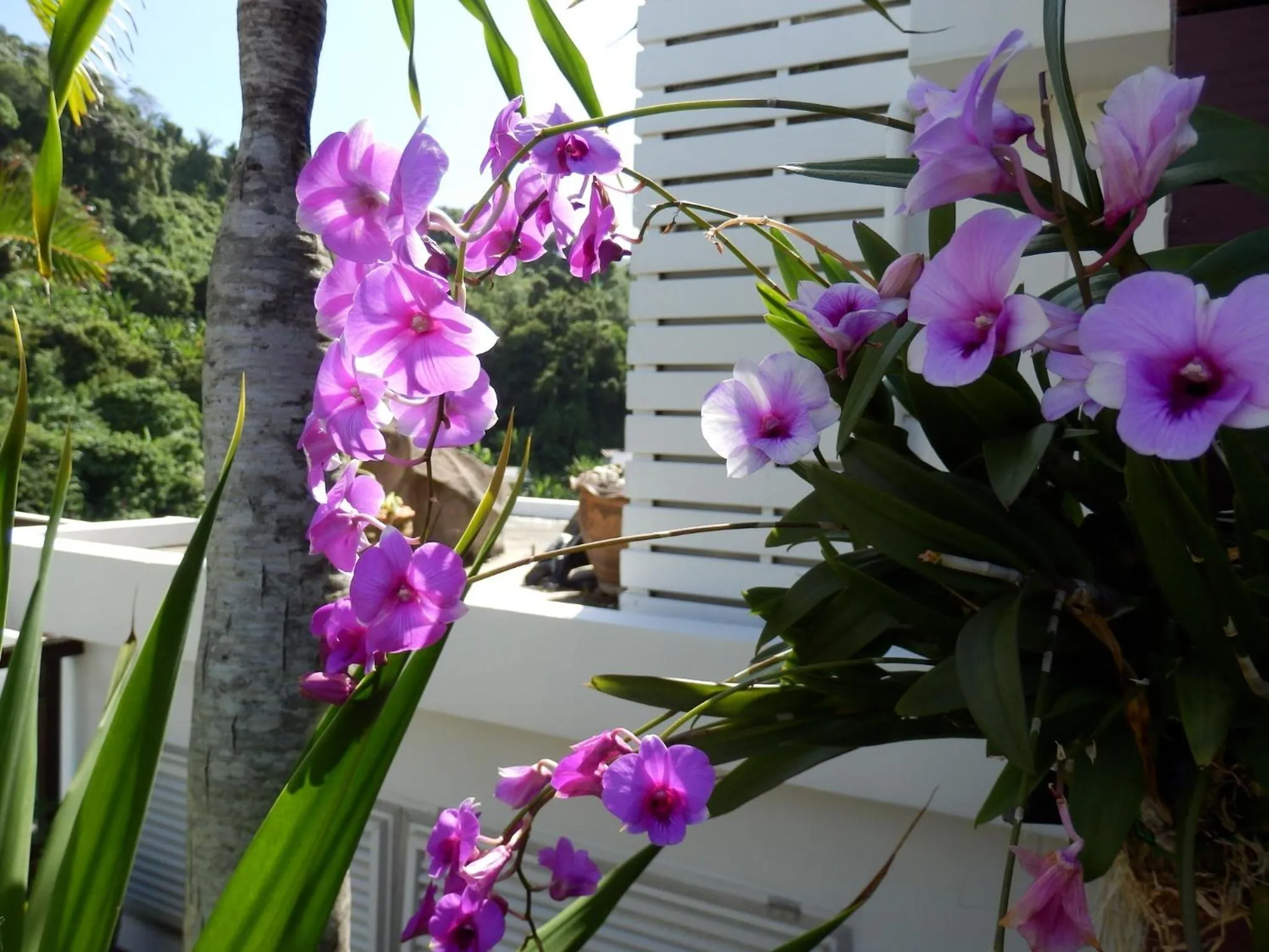 View (from property/room) in Kata Beach Studio Phuket