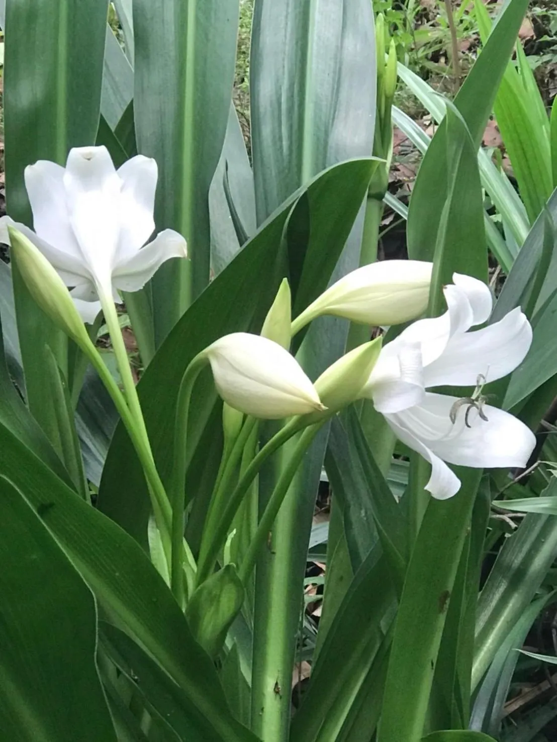 Marisa Resort & Spa Chiang Dao